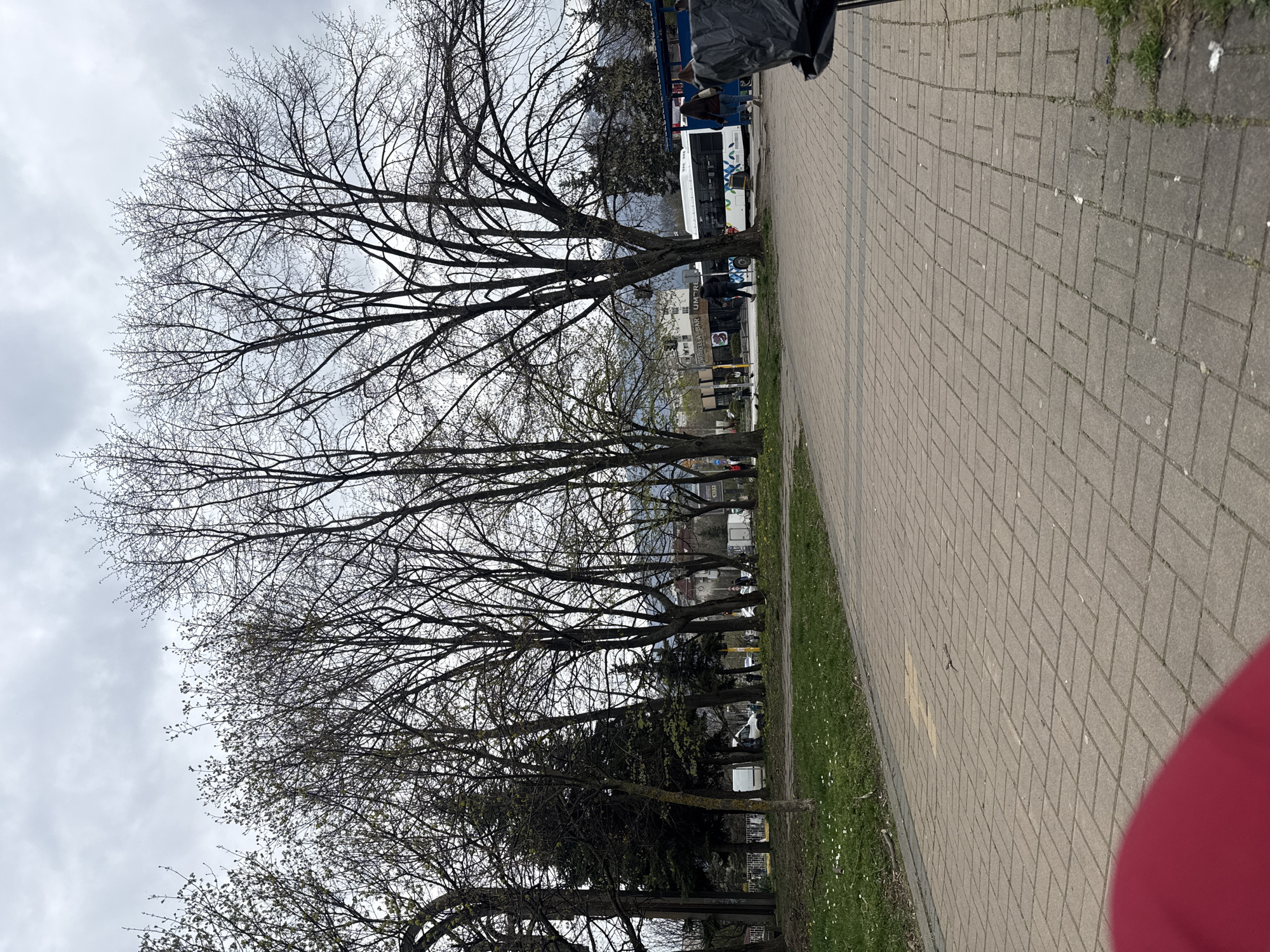 This media file captures an urban street scene in Sofia, Bulgaria, characterized by a row of leafless or budding trees alongside a paved sidewalk. The image is oriented vertically but depicts a landscape view when rotated.
**Subjects:** The foreground features a wide, grey-paved sidewalk with a herringbone pattern, bordered by a strip of green grass on the left. A line of tall, deciduous trees, mostly bare or just beginning to sprout small leaves, dominates the midground. Beyond the trees, in the background, several buildings are visible, along with parked vehicles. One prominent white bus with blue details and "UMBRO" text on its side is visible. Several people are present; one individual walks near the bus, and others are seen further in the distance or partially obscured. A dark object, possibly a trash bin or street fixture covered in a black plastic bag, is in the upper right.
**Activity or event taking place:** The scene depicts everyday urban life with people walking along the sidewalk. The bus appears to be stationary, suggesting it might be at a stop or parked.
**Notable details:** The weather is overcast, with a uniform grey sky visible through the tree branches, suggesting a cloudy day. The bare branches and nascent foliage on some trees indicate that it is early spring. The environment appears to be a public area, possibly a boulevard or park adjacent to a street.
**Visible text:** On the side of the white bus, the word "UMBRO" is clearly legible. A sign behind the trees near the bus reads "UMBRELLA BAR TUM...".