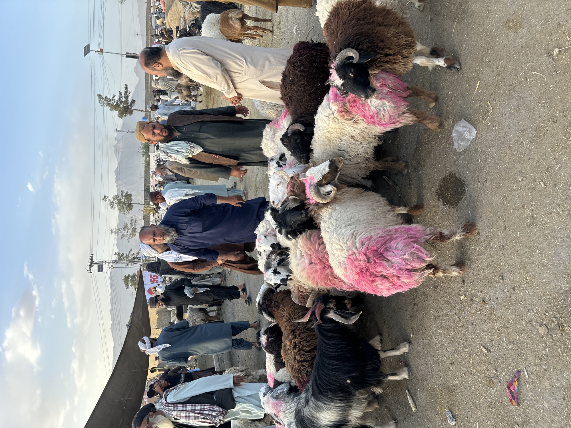 The image depicts a livestock market in Quetta City Tehsil, Pakistan, with a focus on a group of sheep and goats. Several men dressed in traditional Pakistani clothing, including shalwar kameez and headwear, are examining and interacting with the animals. Some of the sheep have been marked with pink dye. The ground is a dirt or gravel surface. In the background, there are other people and animals suggesting a busy market environment. The landscape includes buildings, tents, power lines, and distant mountains. The sky is light blue with scattered clouds.