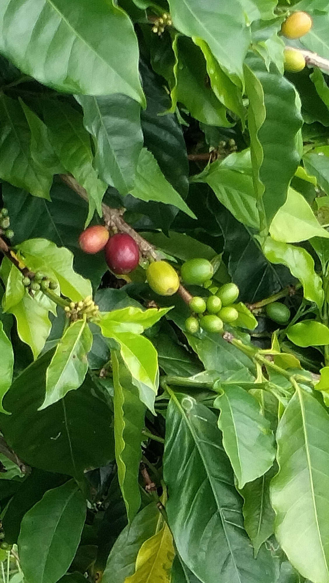 A close-up, vertical, eye-level shot showcases a branch of a coffee plant laden with green and red coffee cherries, nestled amongst lush, dark green leaves. The coffee cherries vary in ripeness, with some appearing as small, green berries, while others have transitioned to a yellow-orange hue, and a few have reached a deep red. The leaves are broad and glossy, with visible veins, and some exhibit a slightly lighter green tone, suggesting new growth or varying light exposure. The overall environment appears to be outdoors, likely in a natural or cultivated setting where coffee is grown. The specific location is a coffee plantation in Bintangpermata, Indonesia.