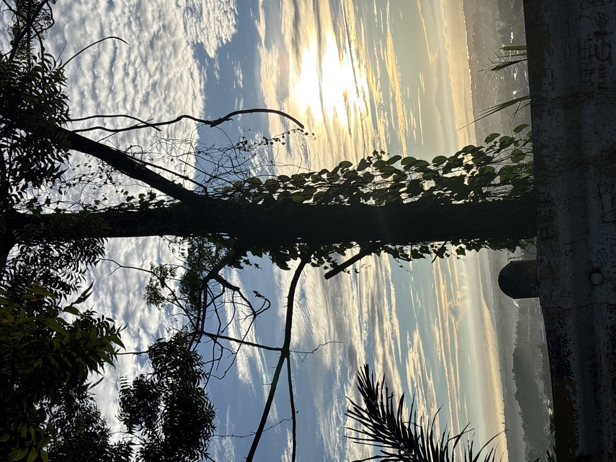 The image depicts a silhouetted tree trunk with vines and branches against a cloudy sky at sunrise. The sun is low on the horizon, casting a warm glow and creating streaks of light through the clouds. Below the sky, a hazy cityscape is visible, suggesting an urban environment. The foreground features a concrete barrier with some graffiti. The overall scene evokes a sense of natural beauty juxtaposed with a man-made landscape. This view is likely from a high vantage point overlooking Davao City, Philippines, given the presence of the sprawling urban area and distant mountains characteristic of the region.