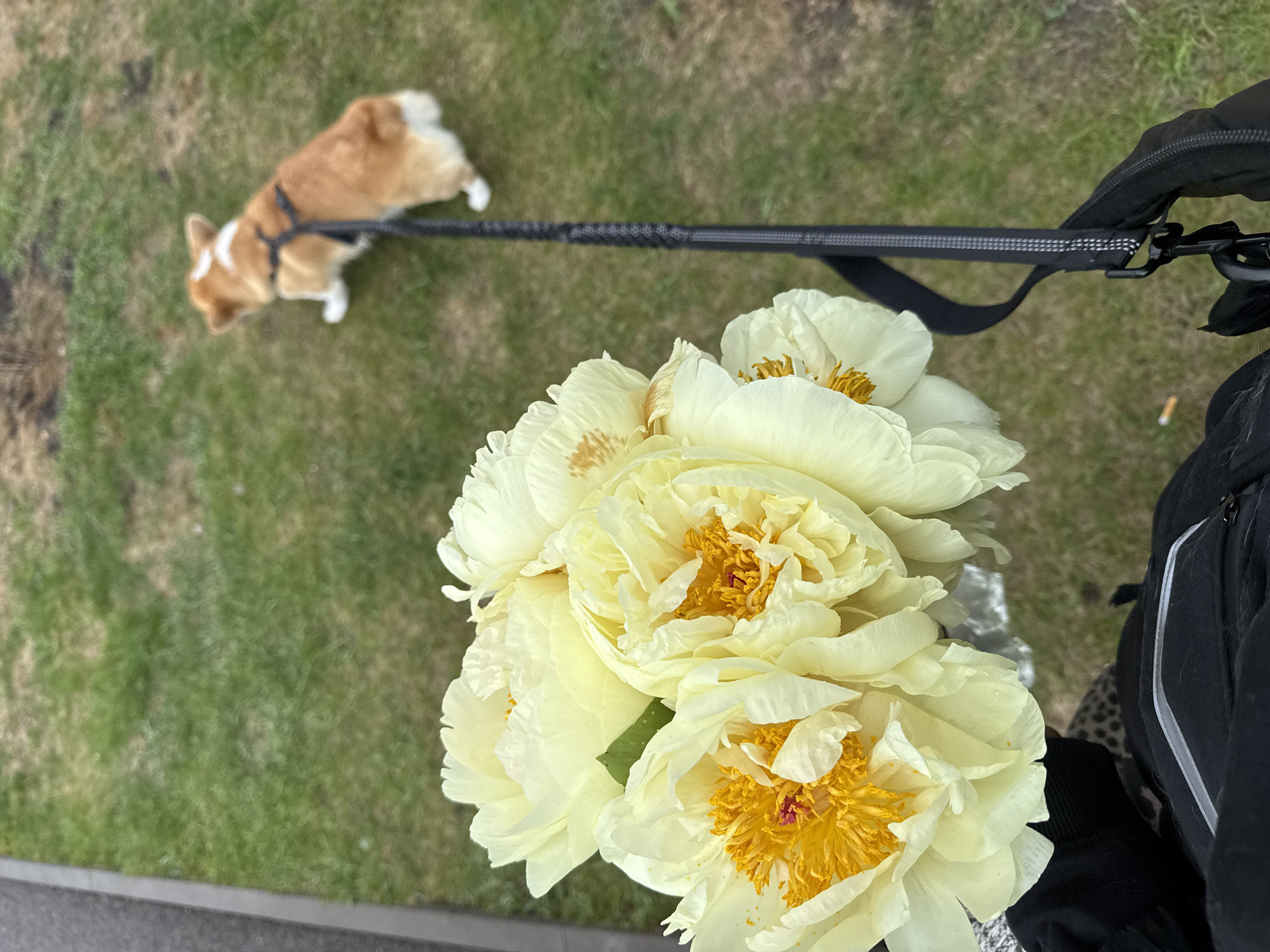 A high-angle shot shows a bouquet of pale yellow peonies filling the lower right foreground. A dog, likely a corgi, wearing a harness and leash is walking on a grassy lawn in the background to the left. The leash is held by someone wearing a black jacket, positioned to the right of the bouquet. The location is likely a park or green space in Krasnoyarsk, Russia.