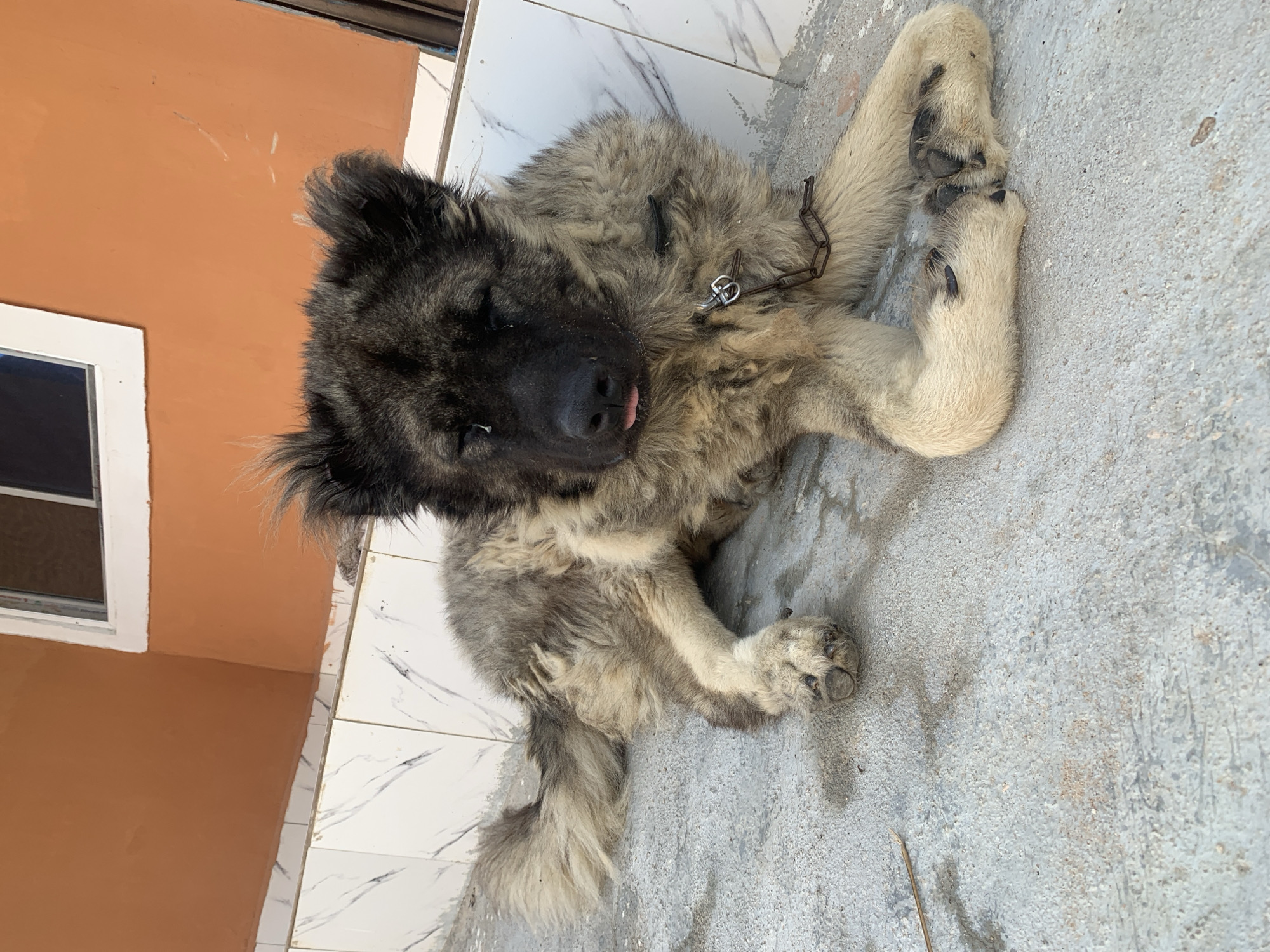 A fluffy, grey and brown Caucasian Shepherd dog lies on a concrete surface. The dog is wearing a chain collar. The background consists of an orange wall with white tiles below it. A window with a white frame is visible on the wall. The scene is outdoors.