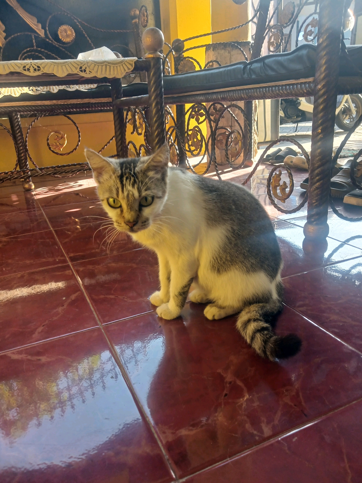 A medium shot captures a tabby and white cat sitting on a tiled floor in what appears to be an outdoor or semi-outdoor space. The cat is facing the camera, with its left side slightly forward. Its fur is predominantly white with grey tabby markings on its head, back, and tail. The cat has striking green eyes and prominent whiskers. The tiled floor is a dark reddish-brown with a glossy finish, reflecting light and the surrounding environment.
Behind the cat, a dark metal bench with intricate scrolling details is visible. The bench has a dark cushioned seat. In the background, a yellow wall and a glimpse of a motorcycle can be seen. The overall lighting suggests a sunny day, with shadows cast on the floor and bench. The presence of a motorcycle and the style of the architecture hint at a residential or commercial area in a tropical climate, potentially in a city like Banyuwangi, Indonesia, where such outdoor seating and architectural elements are common. The scene appears to be a snapshot of everyday life, with the cat as the central subject.