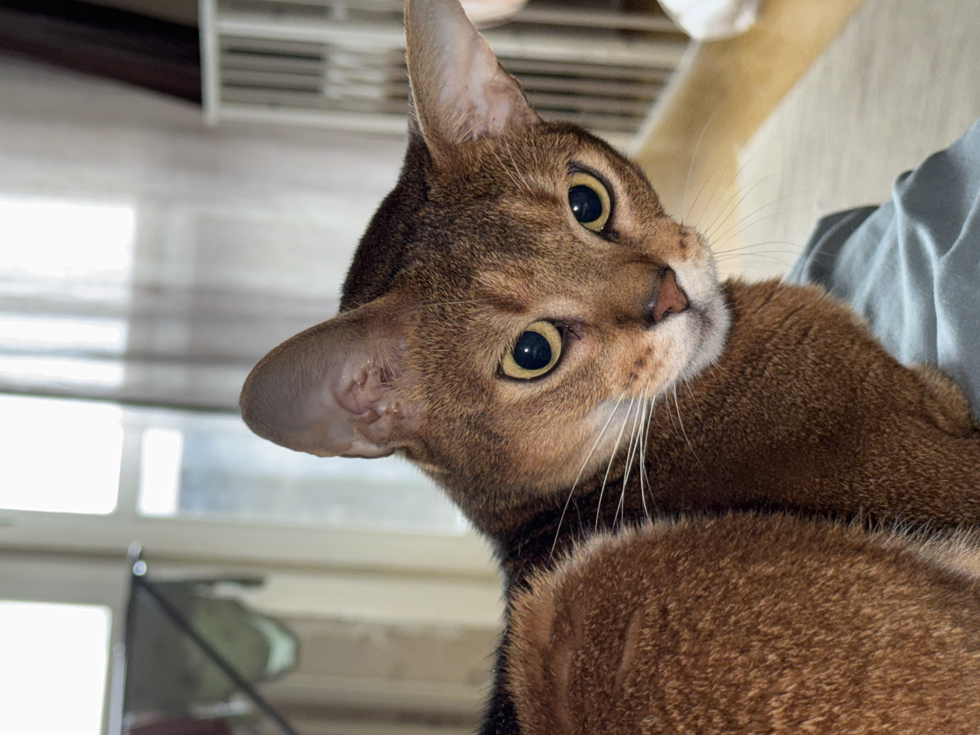 A close-up, eye-level, medium shot captures an Abyssinian cat's face and upper body, with its head tilted to the right. The cat has large, intelligent yellow eyes, prominent white whiskers, and tawny fur with black ticking. Its ears are large and expressive, with some visible texture inside. The cat's fur transitions from a rich reddish-brown on its back to a lighter, warmer tone on its face. The background is softly blurred, with hints of indoor elements like a window with sheer curtains and a white crib-like structure. The lighting is soft and diffused, suggesting an indoor setting. The cat appears to be sitting on a person's lap, indicated by the blue fabric in the foreground. There is no discernible location in Chaikovsky, Russia.
