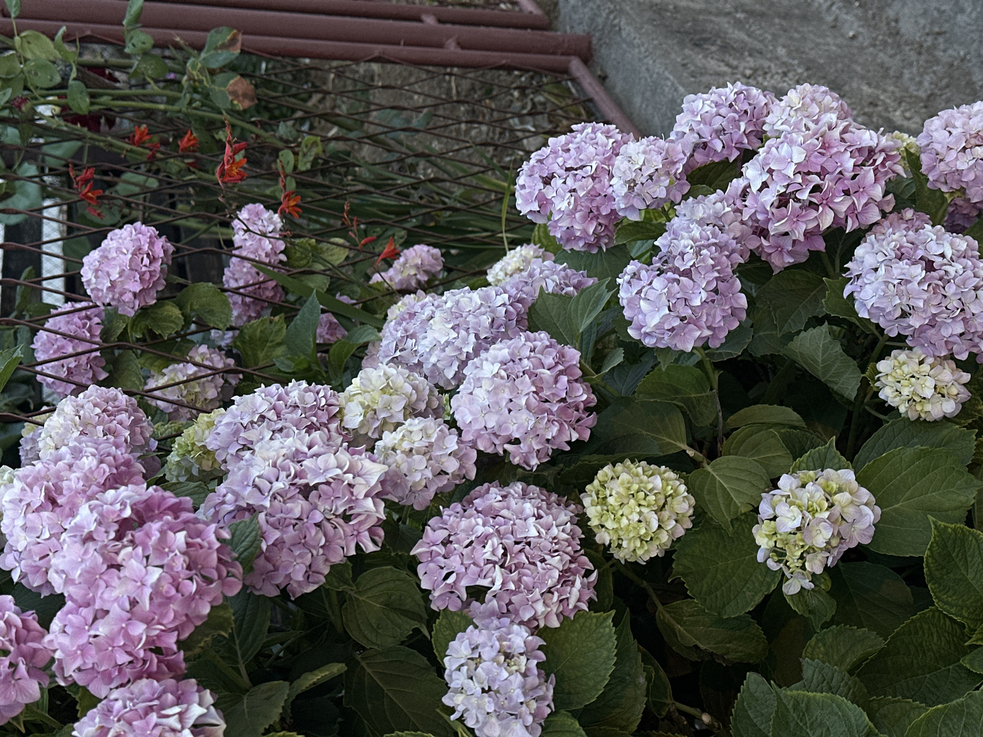 The image shows a close-up of a hydrangea bush in Šušanj, Montenegro. The bush is full of large, round flower heads in various shades of pink and white. Some of the flower heads are still green, indicating they are newly formed. The bush has dark green leaves. Behind the bush is a rusty metal fence. Behind the fence are some green plants and a few small red flowers. In the upper right corner of the image, there is a gray concrete wall.