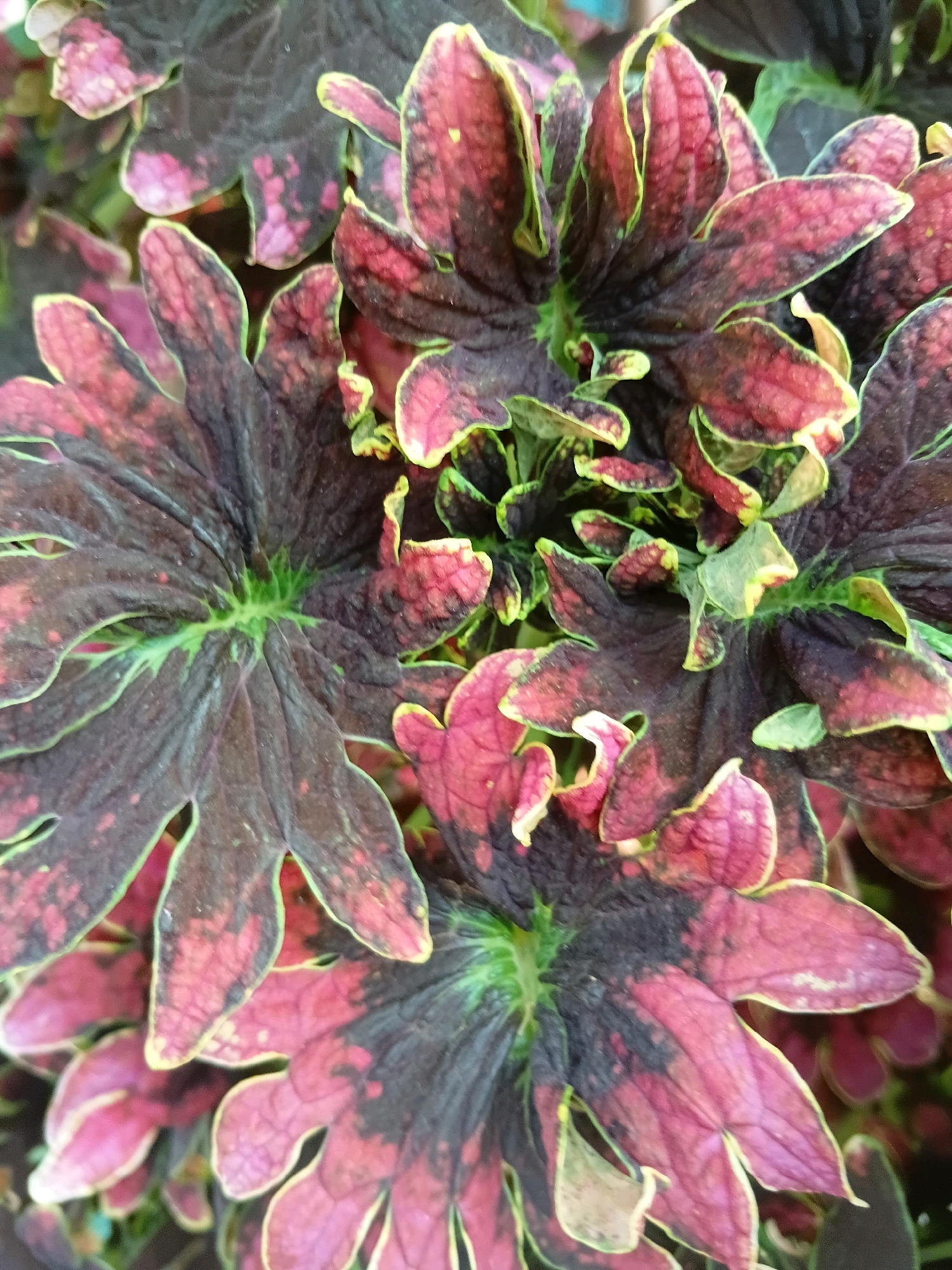 The image is a close-up, overhead shot of a vibrant coleus plant with deeply lobed leaves. The leaves display a striking color gradient, transitioning from a dark, purplish-black in the center to shades of deep red and bright pink towards the edges. The leaf margins are outlined with a thin, lime-green border, and some leaves have irregular patches of pink and lighter green. The texture of the leaves appears somewhat ruffled and textured, with prominent veins visible. The background is softly blurred, showing hints of green foliage, suggesting the plant is outdoors or in a garden setting. There are no people, animals, or specific landmarks visible to indicate a precise location within Cikal, Indonesia. The overall impression is one of lush, colorful foliage.