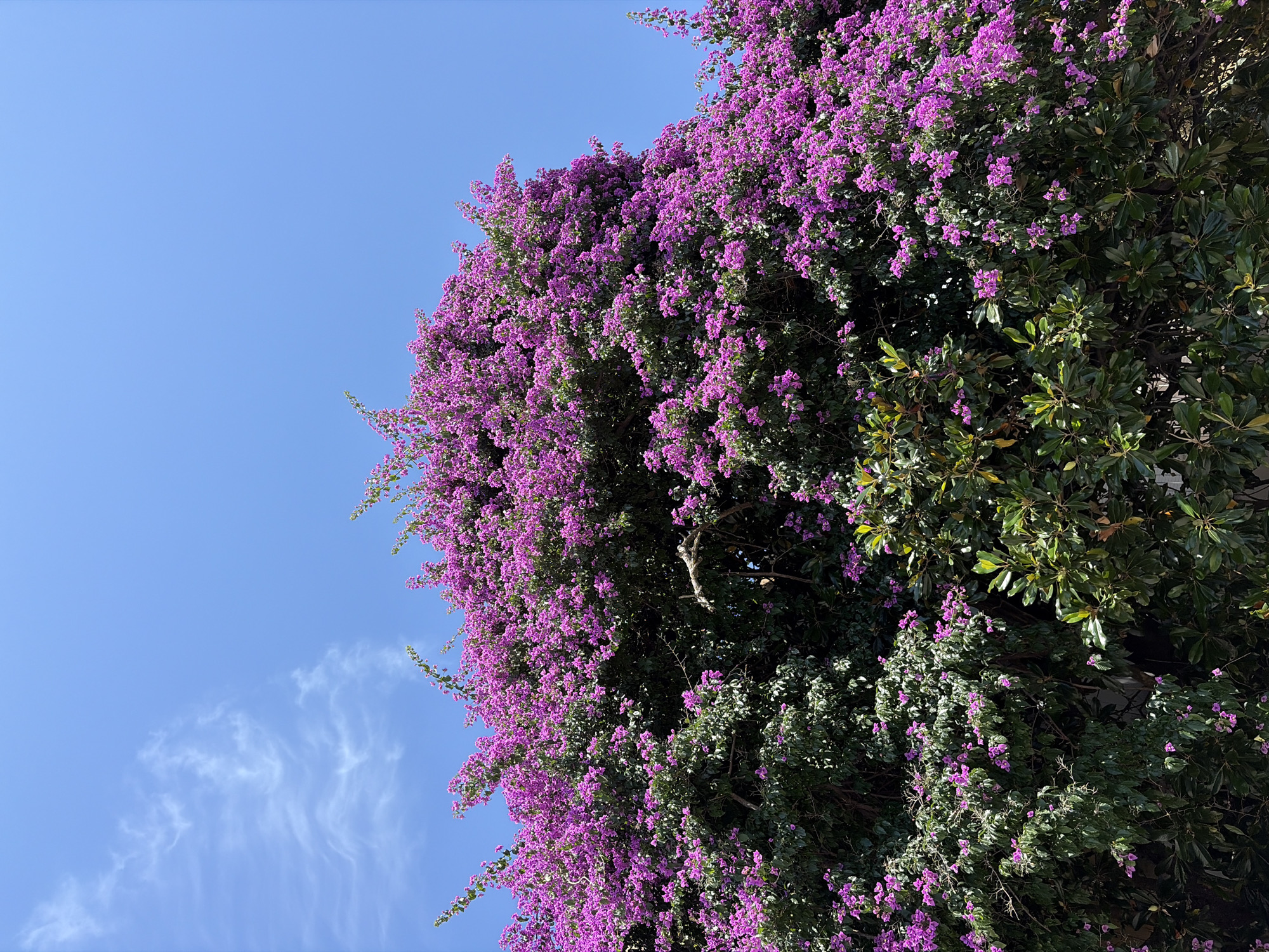 The image shows a vibrant bougainvillea plant in full bloom, its branches laden with purple flowers. The plant is dense and lush, with dark green leaves providing a backdrop for the bright blossoms. A portion of another tree with lighter green leaves is visible to the right and slightly below the bougainvillea. The background is a clear, bright blue sky with a few wispy white clouds on the left side. The perspective is from below, looking up at the plant and the sky. The scene suggests a sunny day, likely in an outdoor setting within the city of Budva, Montenegro, where such flowering plants are common. No people or animals are present in the frame. The image is captured from a low angle, emphasizing the fullness of the blooming bougainvillea against the expansive sky.
