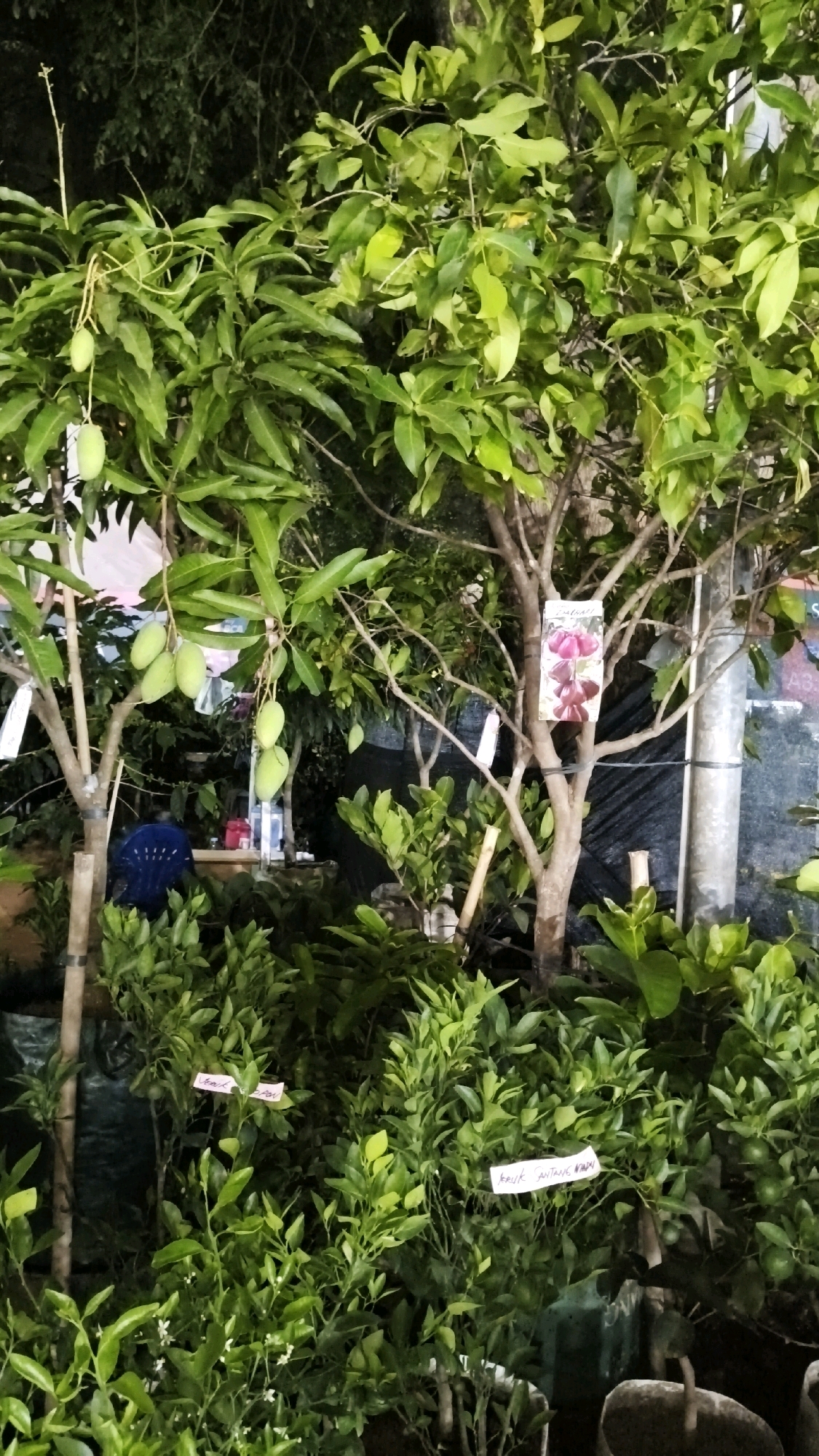 A nighttime outdoor scene shows a variety of potted plants, including mango trees with developing fruit and smaller leafy plants. Some plants have small white labels identifying them. One tree has a larger tag displaying a picture of pink flowers. In the background, there are other trees, plants, and what appears to be market stalls with some lighting. A blue chair is visible behind a mango tree. The ground is not clearly visible. The overall impression is a plant nursery or market stall operating in the evening.