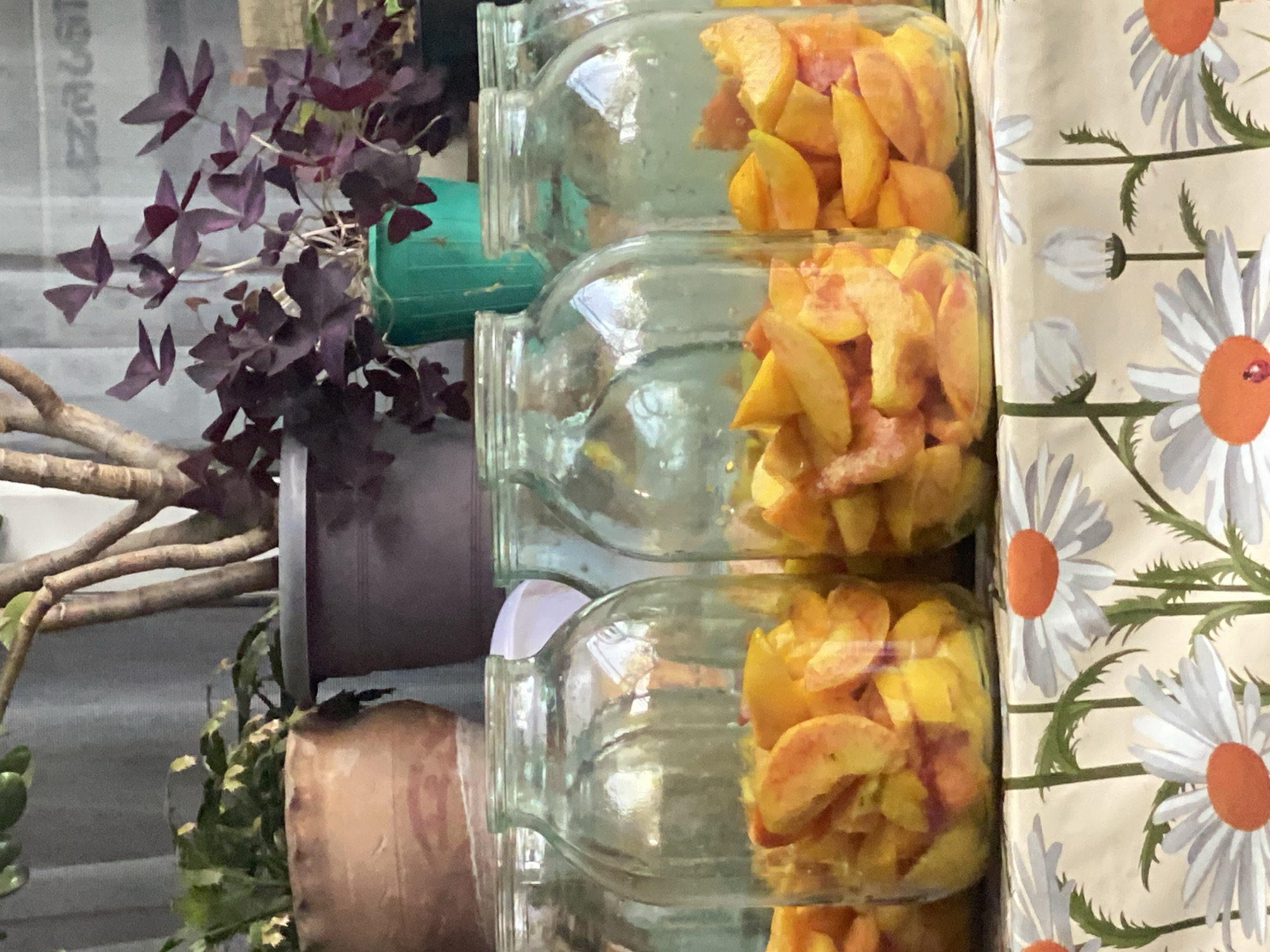 In a shallow depth of field, several glass jars filled with sliced peaches are arranged on a tablecloth patterned with white daisies and green stems. The jars are positioned in a row, with the closest one on the left partially visible, followed by three more fully visible jars, and another partially visible jar on the far right. The peaches inside the jars are a vibrant yellow and orange, indicating they are ripe. Behind the jars, a blurred background shows potted plants, including a reddish-purple oxalis plant in a green pot and other foliage. The scene suggests a home setting, possibly in Lagodekhi, Georgia, where preserving fruit is a common practice. The lighting is soft and diffused, creating a warm and inviting atmosphere.