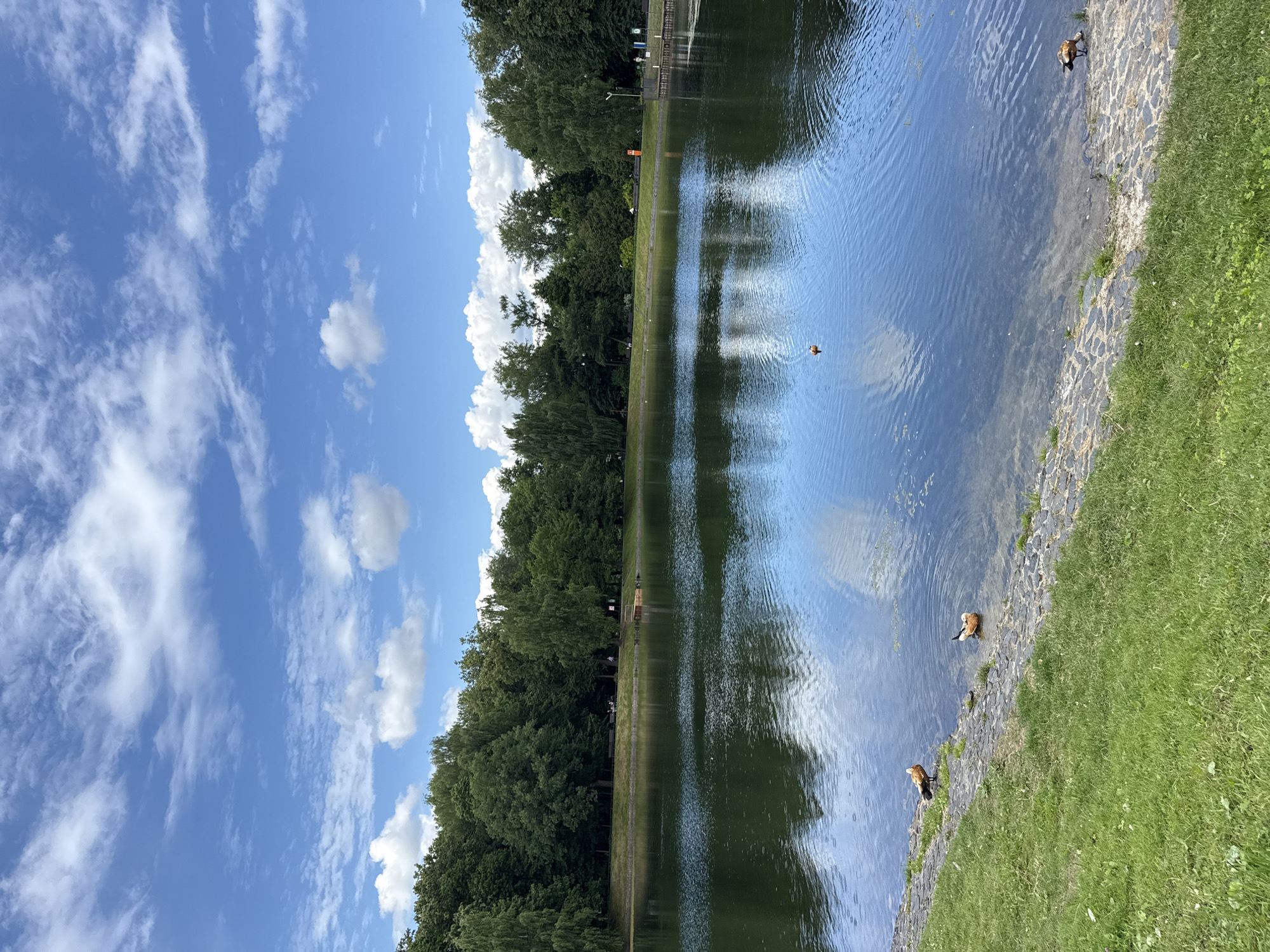 This image depicts a scenic view of a pond in Izmailovsky Park, Moscow, Russia. The pond is surrounded by lush green trees and a clear blue sky dotted with white clouds. Several ducks are visible in and around the water, with two reddish-brown ducks standing on the rocky shore and one partially submerged in the water. A single orange duck is seen swimming in the middle of the pond. The foreground consists of a grassy slope leading down to the water's edge, with a stone embankment along the shoreline. In the background, park benches and a wooden pier are visible among the trees, suggesting a public recreational area.