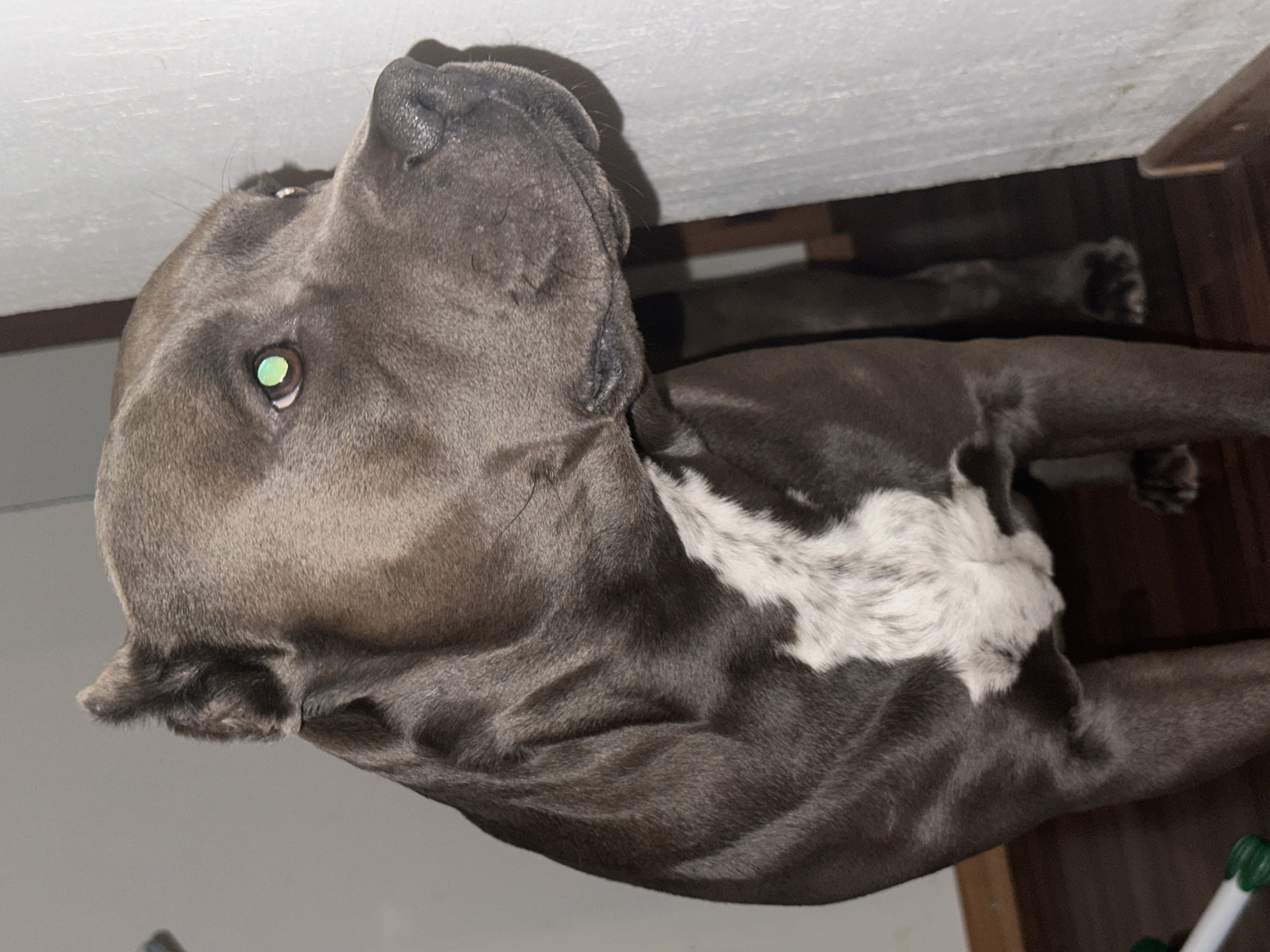A medium-sized, blue-gray colored dog is lying down indoors. The dog has a white marking on its chest. The dog's head is tilted upwards and turned to the left, and one of its eyes is visible. The background includes a white wall and a wooden floor. The image is rotated counter-clockwise. There is no evidence suggesting the location is Heinebach, Germany.