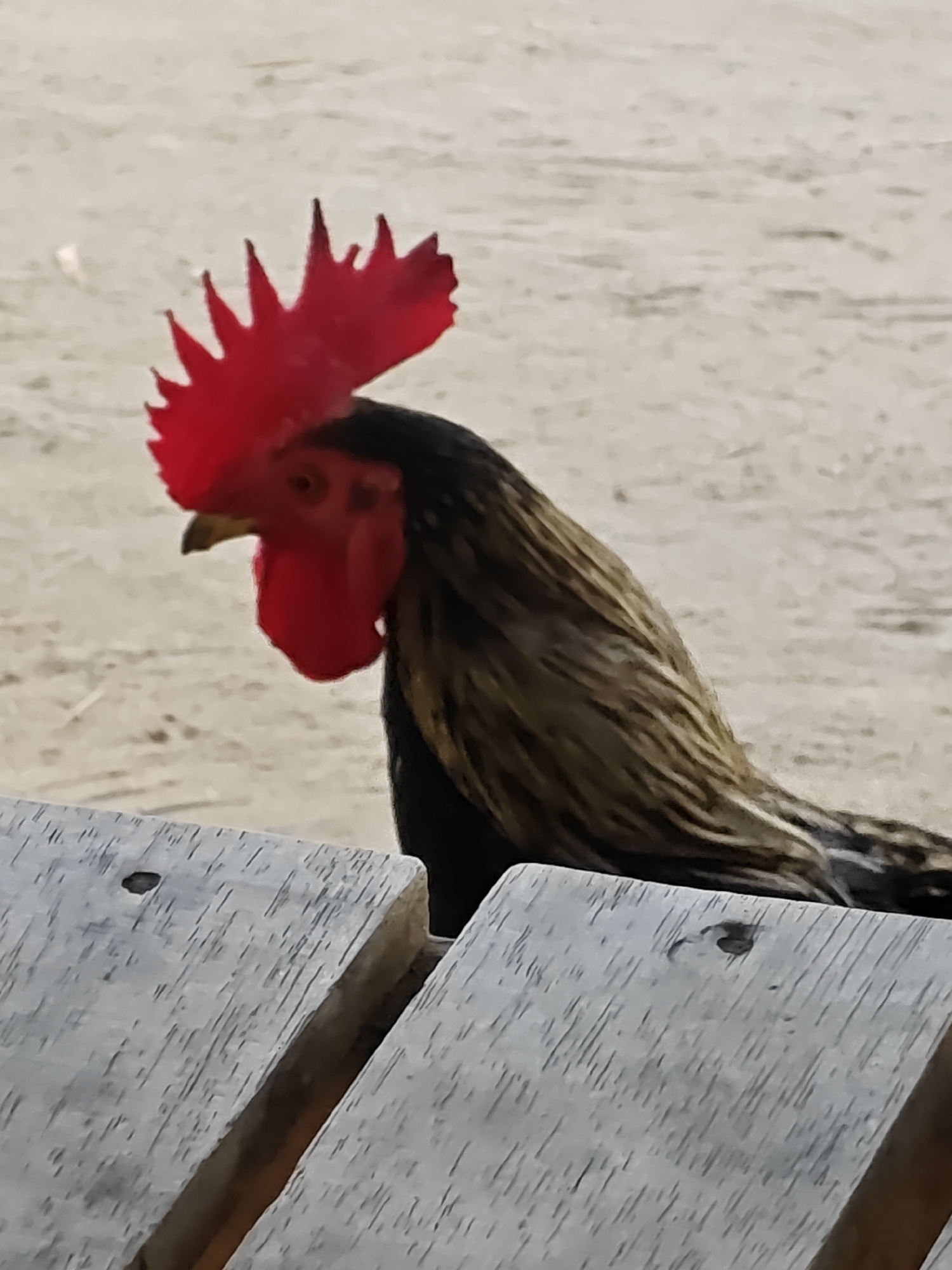 A close-up, eye-level, medium shot captures a rooster with a bright red comb and wattle, its head turned to the left. The rooster's plumage is a mix of black, brown, and gold. In the foreground, the weathered texture of a wooden surface, likely part of a bench or table, is visible with faint grain lines and a small dark hole on the left plank. The background consists of a sandy or dusty ground, out of focus, with subtle variations in tone and texture. The scene is set outdoors, implied by the natural lighting and the sandy ground. The specific location within Saweuk, Indonesia, cannot be determined from the visual information alone.
