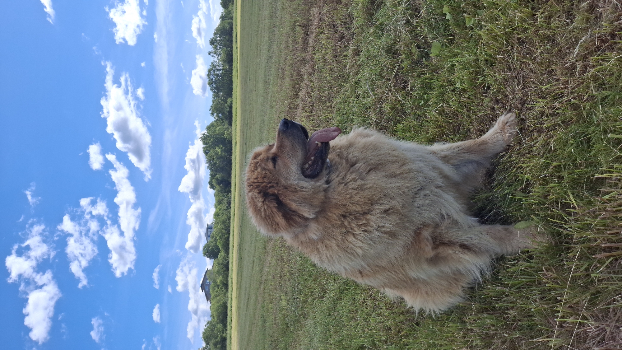 A large, fluffy, light brown dog lies on its side in a grassy field. The dog's mouth is open, and its tongue is hanging out, suggesting it might be hot or panting. Its eyes are closed, and its head is tilted back, giving it a relaxed and content appearance. The dog is positioned in the foreground of the image, dominating the right side.
The background consists of a vast, green field stretching into the distance, with rows of darker green trees forming a line along the horizon. The sky is a vibrant blue, dotted with fluffy white clouds that create a sense of depth. Two houses with dark roofs are partially visible amongst the trees on the left side of the frame, hinting at a rural or suburban location.
The lighting and the bright blue sky suggest it is a sunny day, likely daytime. The setting appears to be an open outdoor space, possibly a park or a large backyard. The overall mood of the image is peaceful and serene, focusing on the dog's comfort and relaxation in the natural environment. There is no visible text in the image. The location context is Kempelevo, Russia.