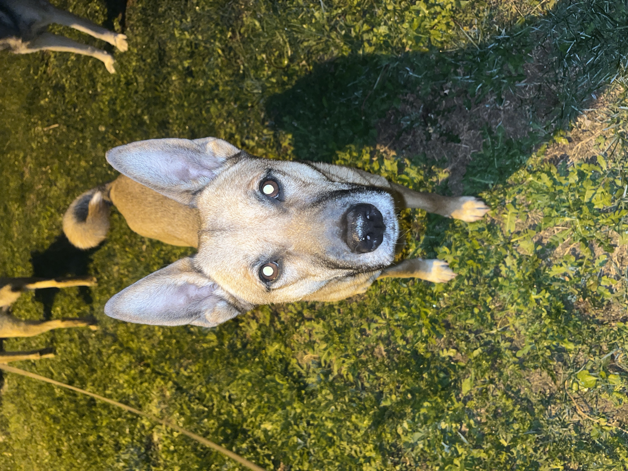 A high-angle, low-light photograph captures a tan-colored domestic dog looking directly up at the camera. The dog has prominent, upright ears, a black nose, and its eyes glow with a reflective sheen, characteristic of flash photography in the dark. Its fur is short to medium length, and its expression appears attentive and curious. The dog is standing on green grass, which covers the majority of the ground. In the upper left background, the partial view of another dog's legs is visible, also standing on the grass. The lighting suggests it is nighttime or a very dimly lit environment, with artificial light source, likely a flash, illuminating the subjects and casting soft shadows. The grass varies in density, with some patches appearing more lush than others. No text is visible in the image.