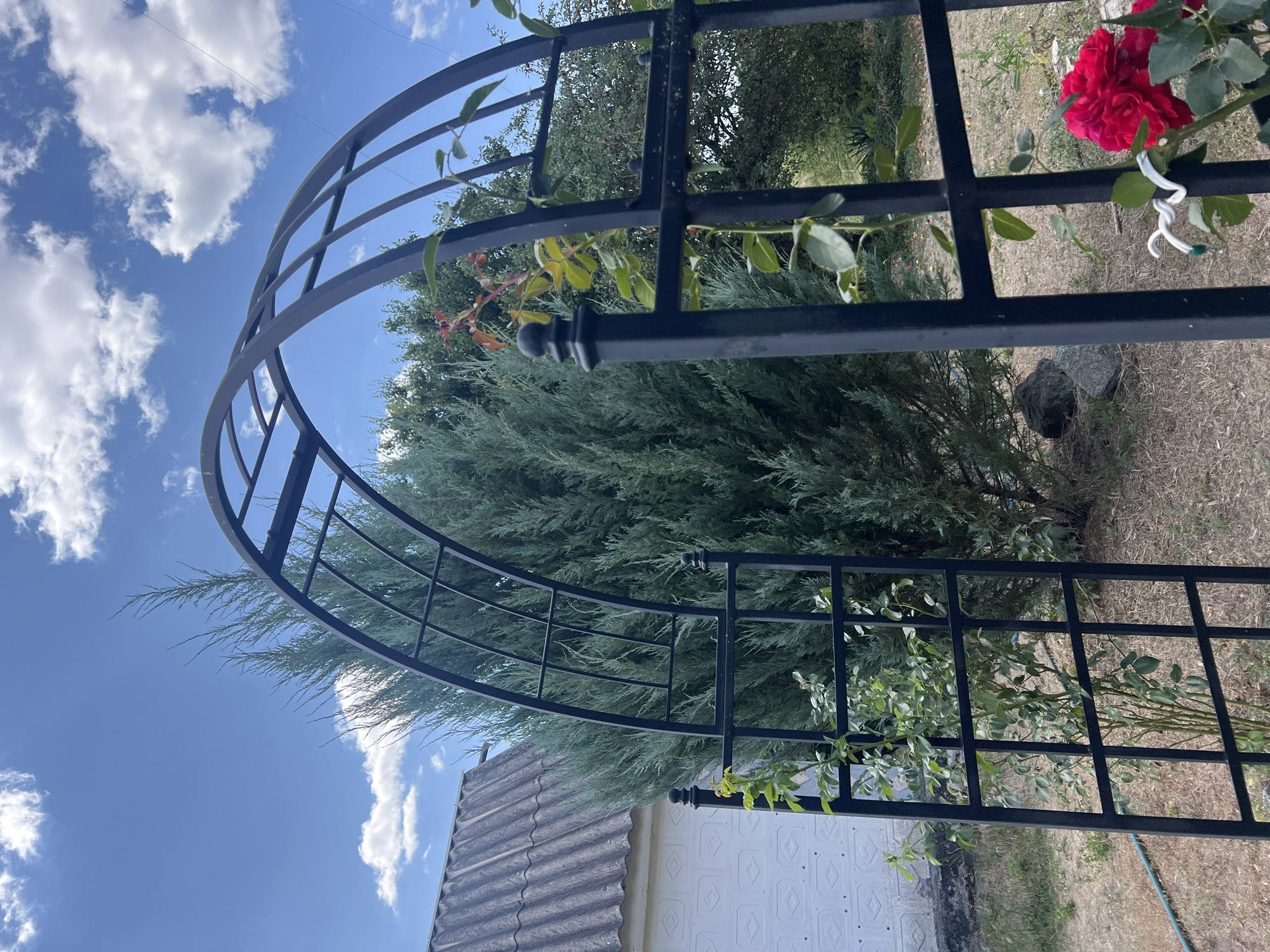 A black metal garden archway stands in front of a tall, dense evergreen tree, with a portion of a white building with a grey, corrugated roof visible to the left. The sky above is blue with scattered white clouds. A rose bush with red blooms is growing on the right side of the archway, with some of its vines climbing the metal structure. The ground around the archway is covered in dry grass and soil, with a blue hose visible on the left side. The overall scene depicts a backyard garden setting on a bright, sunny day.
