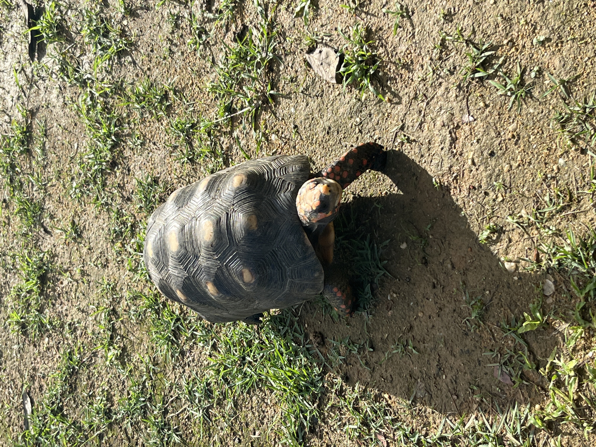 This image depicts a Red-footed Tortoise (Chelonoidis carbonarius) in Tinaquillo, Venezuela. The tortoise is positioned in the lower-center of the frame, moving forward from the upper-left towards the lower-right. It exhibits a dark, segmented carapace with several lighter, yellowish-brown markings on its scutes. The tortoise's head is extended, displaying prominent orange-red coloration around its eyes and on its snout. Its visible foreleg also shows distinct red-orange scales. The ground surface is composed of dry, light brown soil or sand, sparsely covered with small clumps of bright green grass and scattered small pebbles. Strong sunlight from the upper-left casts a dark, well-defined shadow of the tortoise to its left and slightly behind it. A single dried, brown leaf is visible on the ground to the tortoise's right. No other subjects or interactions are visible.