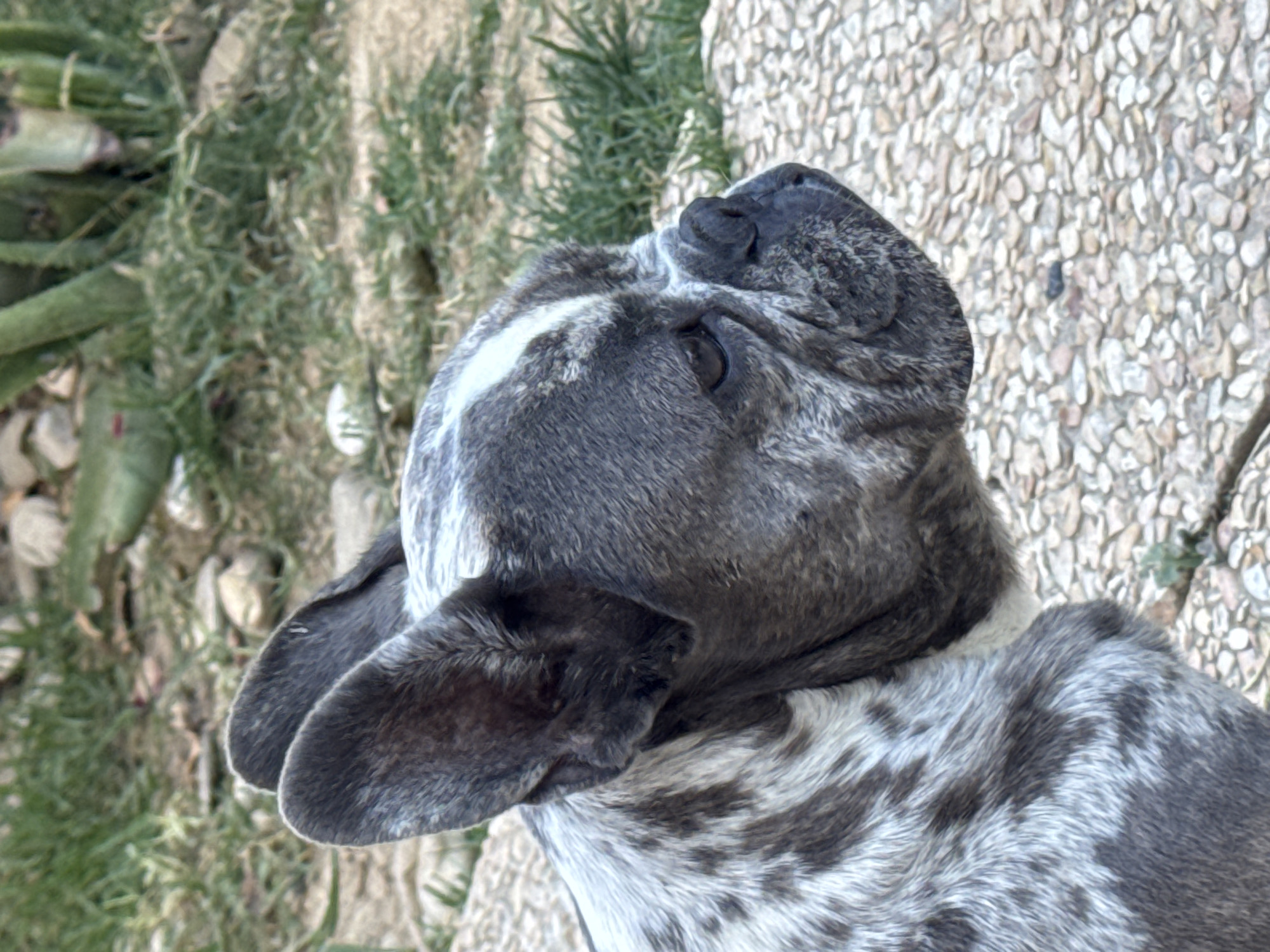This media file is a close-up, high-angle shot of a French Bulldog from the perspective of looking down at the dog. The dog has a merle coat pattern, with patches of gray and white. Its ears are large and droopy, characteristic of the breed. The dog is looking upwards and to the right, with its eyes open and its nose slightly wrinkled. The background is a mix of green foliage and a textured stone or pebble ground. The lighting suggests it is daytime, possibly outdoors. The image is slightly tilted, adding a dynamic perspective. No text is visible in the image. The setting appears to be a garden or outdoor area, consistent with the location context of San Benedetto del Tronto, Italy, known for its coastal environment and gardens.