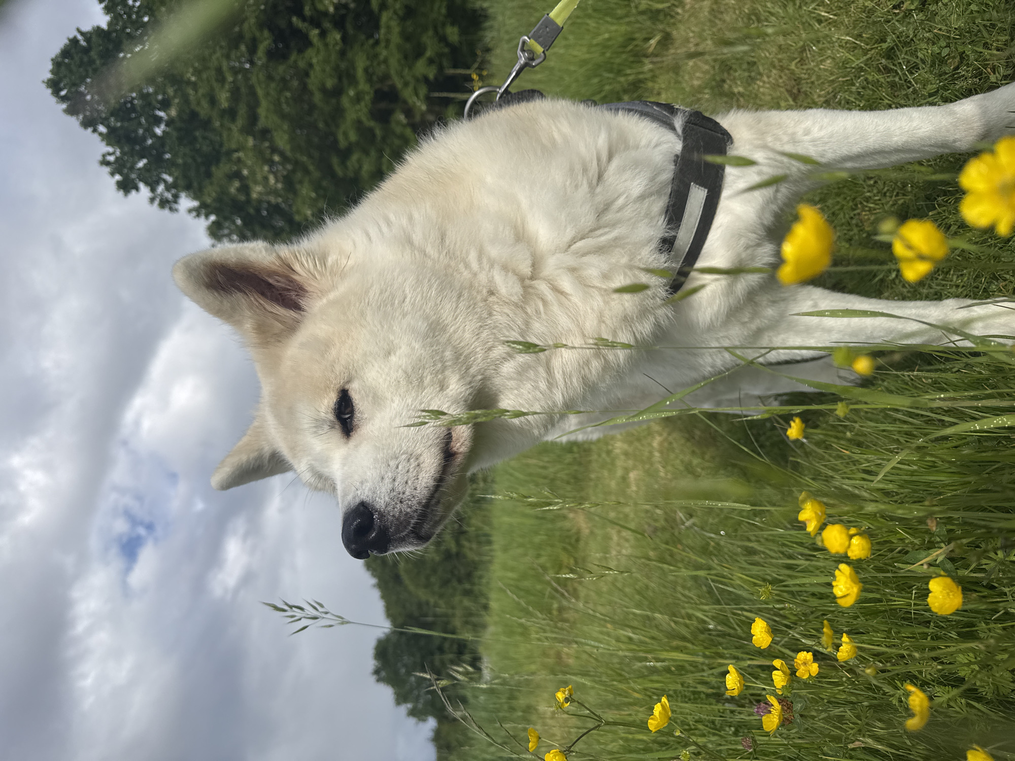 A medium-shot, angled view depicts a predominantly white dog wearing a black harness with a yellow leash, standing amidst tall green grass interspersed with numerous small yellow flowers. The dog is looking down with its head tilted slightly towards the left. The grass and flowers are at eye level with the dog, obscuring its lower body. In the background, patches of green trees are visible under an overcast sky with grey clouds. The location is not specified in the provided image.