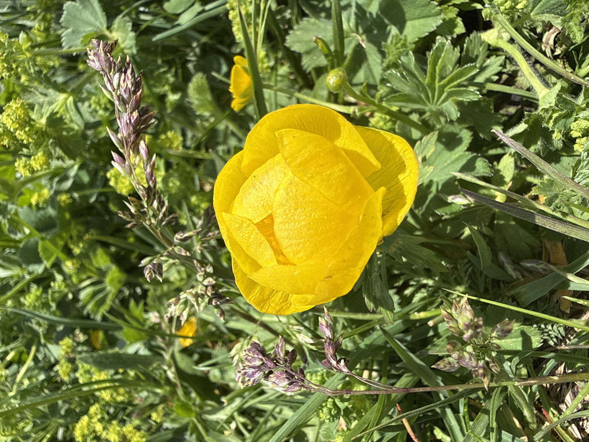 A close-up, eye-level shot captures a bright yellow globeflower blooming amidst lush green foliage and grass. The flower, centrally positioned, exhibits tightly packed, rounded petals with subtle shadows highlighting their form. To the left and right of the main flower, delicate stems of purple-hued grass or seed heads are visible, adding a contrasting texture and color. In the background, out-of-focus smaller yellow flowers and a variety of green leaves create a textured, natural environment. The scene appears to be a sunlit meadow or garden setting in Santa Cristina Gherdëina, Italy.