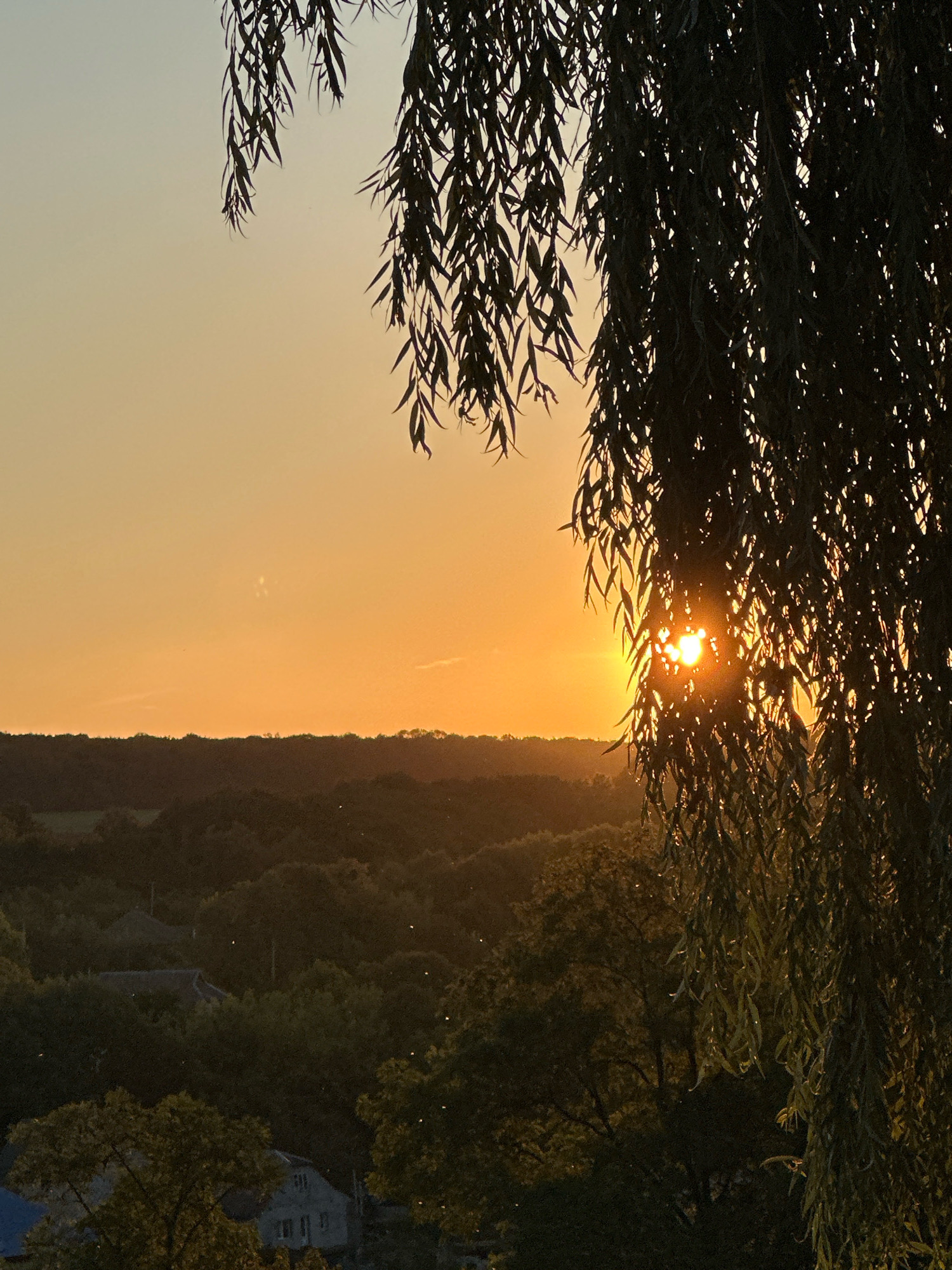 An outdoor, medium-shot, high-angle horizontal photograph captures a sunset over the Ukrainian city of Makiv. The sky is a gradient of orange and yellow, with the sun partially obscured by the drooping branches of a willow tree in the foreground, creating a dappled effect of light. The background features a dense forest and a few houses with visible roofs, indicating a semi-rural or suburban setting. The lighting suggests it is late evening.