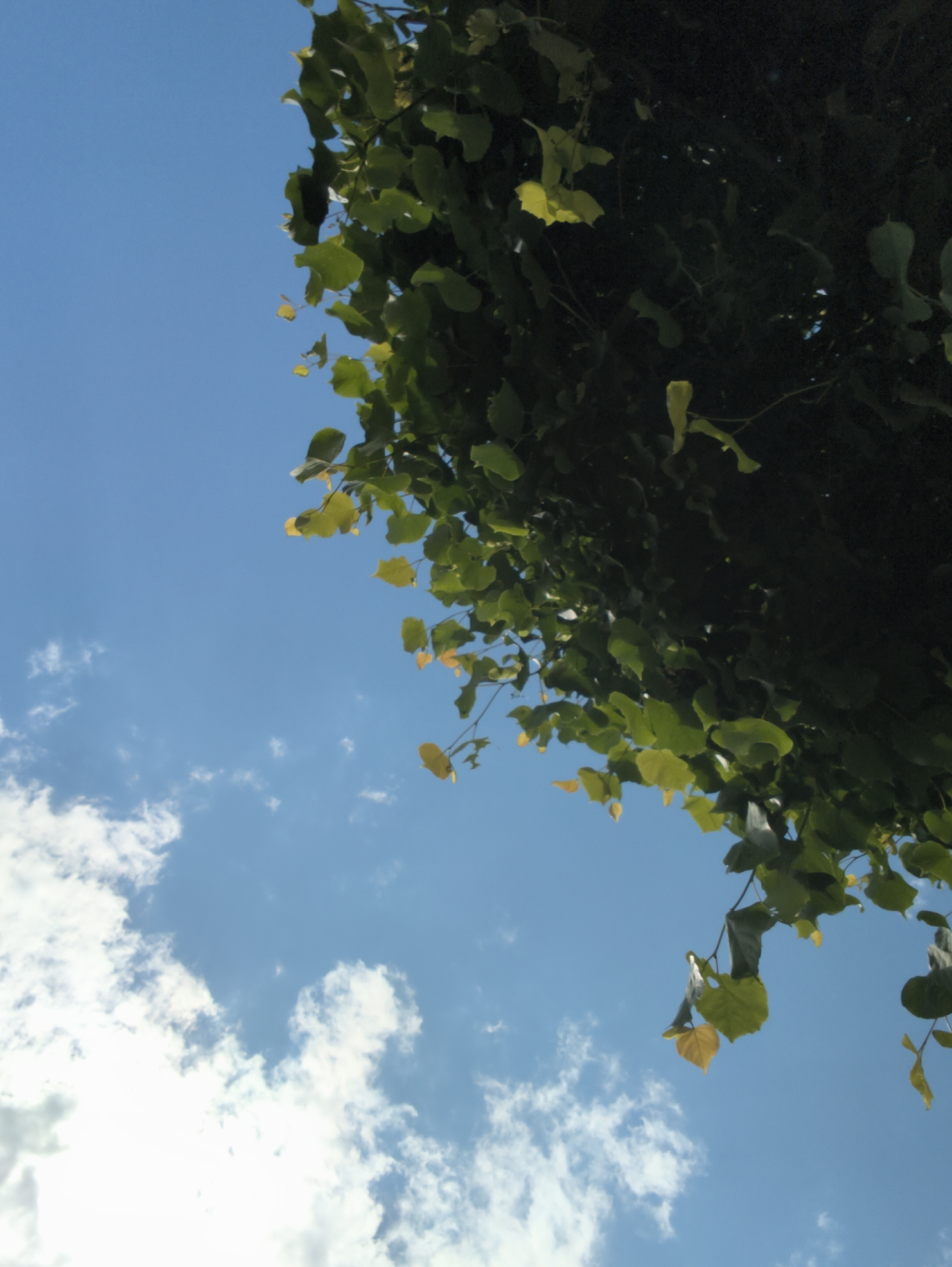 The image displays a clear blue sky with scattered white cumulus clouds, occupying the lower-left and central portions of the frame. A dense canopy of foliage, consisting primarily of green leaves with several exhibiting yellow and light orange discoloration, extends from the upper-right corner downwards, obscuring the upper-right section of the sky. The leaves are illuminated by bright daylight. No discernible human activity, specific structures, or manufactured objects are present. The scene is located in the city of Chaikovsky, Russia.
