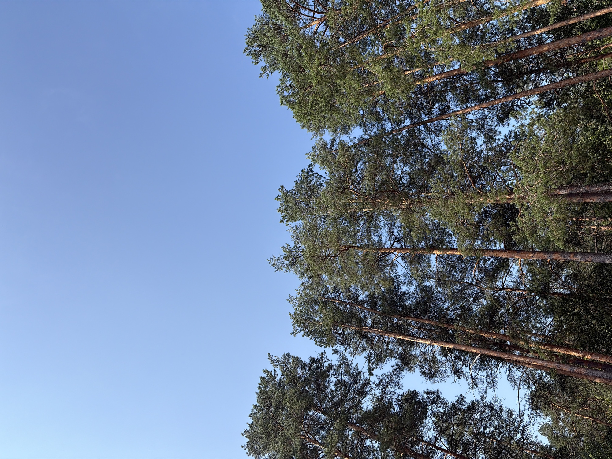 The image depicts a view looking up at tall pine trees against a clear, pale blue sky. The trees are densely packed, with their upper branches and needles dominating the lower half of the frame. The bark of the trees appears rough and reddish-brown. Sunlight filters through the foliage, creating dappled light and shadow effects. The scene is likely outdoors in a natural setting, possibly a forest or park, given the density of the trees. The image is undated and no specific location in Vaskelovo, Russia is identifiable from the visual information alone. There are no people or animals visible in the image.
