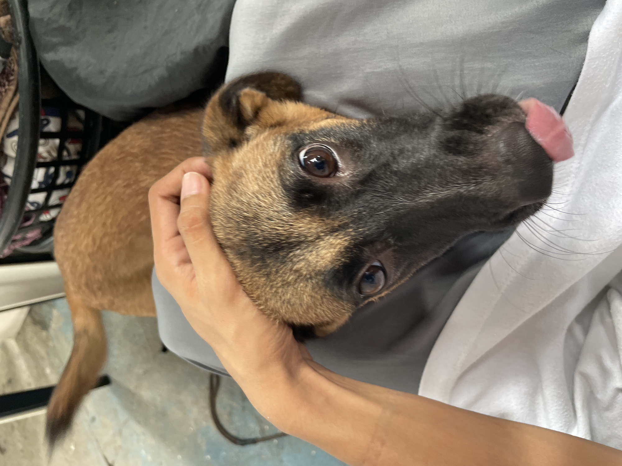 The image shows a close-up of a brown and black dog with large, expressive eyes, looking upwards. A hand is gently stroking the dog's head. The dog's tongue is sticking out slightly, and it appears to be resting on or near a white fabric. The background is blurred but suggests an indoor setting with a gray surface, possibly a sofa or blanket, and a black laundry basket containing various items. The floor appears to be concrete with some scuff marks and a dark cord. The scene is intimate and suggests a moment of affection between a person and their pet. There is no visible indication of the specific location within Davao City, Philippines.