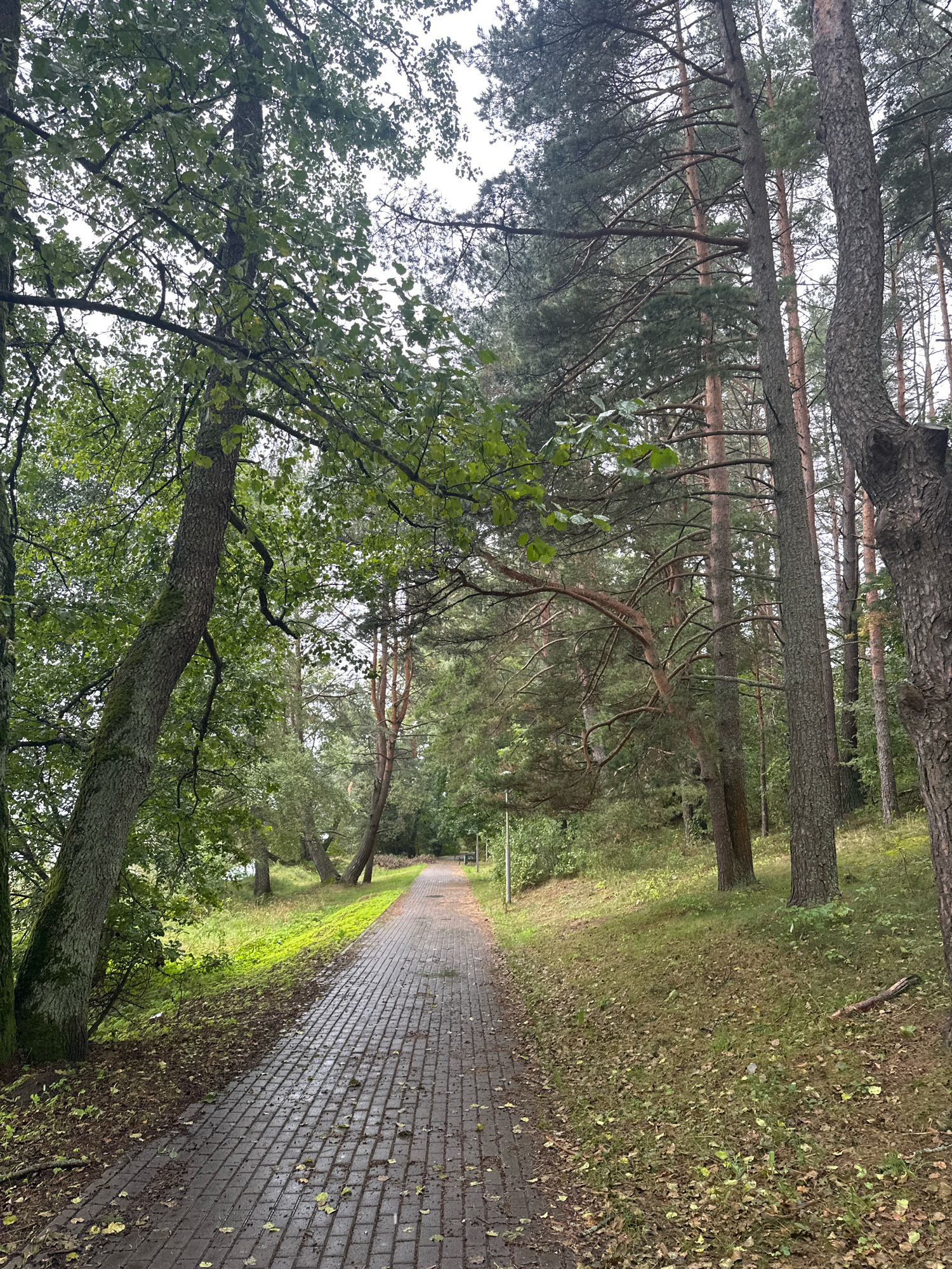 The image depicts a paved walkway in a forest setting. The walkway is constructed of brick pavers and is wet, suggesting recent rain. It is flanked by trees on both sides, with dense foliage and tall pine trees. The ground on either side of the path is covered with grass and fallen leaves. In the distance, the path appears to lead further into the wooded area. The scene is tranquil and natural, possibly a park or nature trail. The image does not contain any people or specific landmarks that would identify the exact location within Нарацкі сельскі Савет, Belarus, beyond it being a forested area with a maintained pathway.