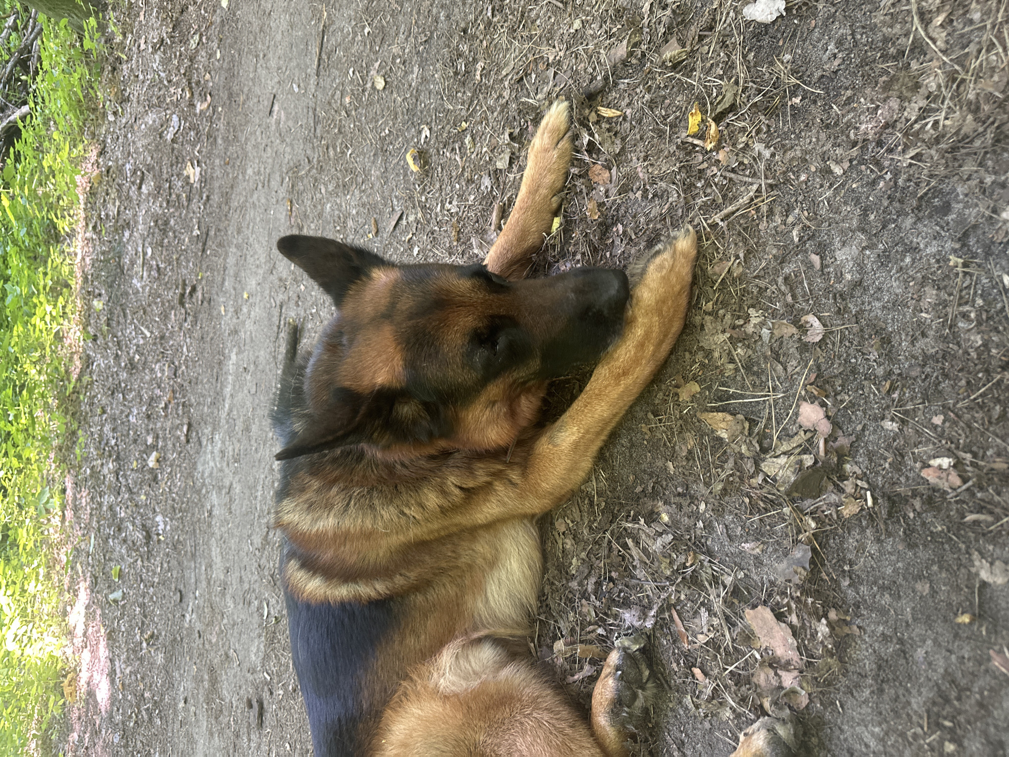 A German Shepherd lies on a dirt path in a wooded area. The dog is facing to the right and appears to be resting, with its head lowered and eyes closed. The path is covered with dirt, leaves, and small twigs. In the background, there are green trees and foliage. The lighting suggests it is daytime, possibly a shaded area in a forest or park.