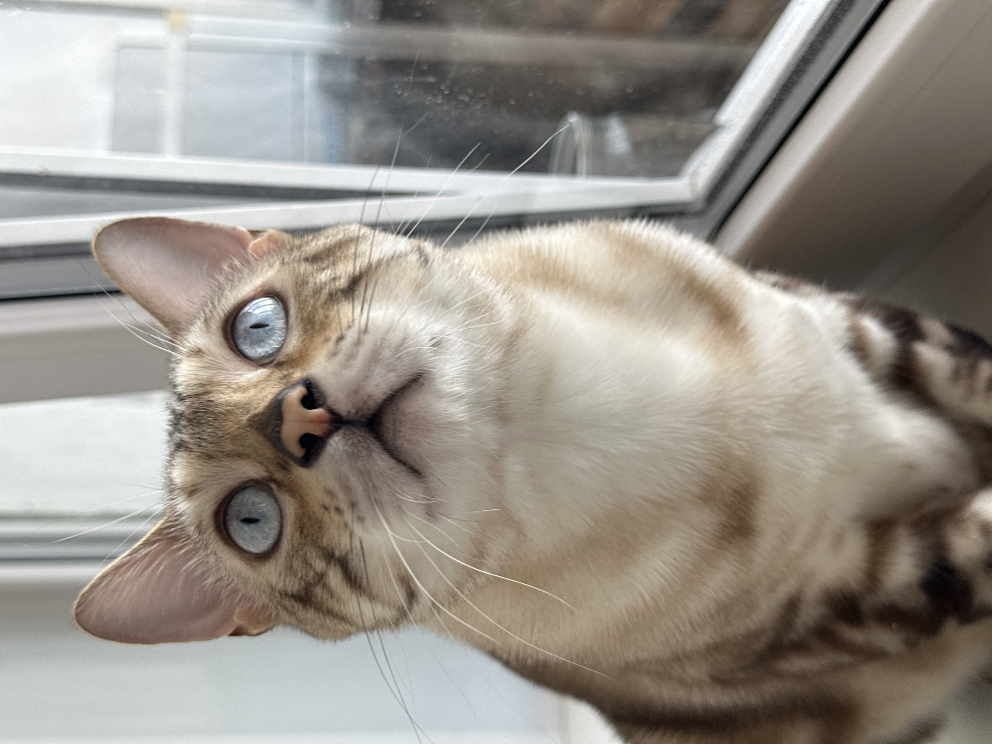 The image is a close-up, eye-level, portrait-oriented photograph of a Bengal cat with striking blue eyes. The cat is positioned in the foreground, facing forward and slightly upward, with its gaze directed above the camera. Its fur is a mix of tan, cream, and brown markings, characteristic of the breed. The cat's whiskers are prominent and fanned out.
The background is out of focus, showing a window frame on the right side of the image. Through the window, it appears to be daytime, with natural light illuminating the scene. The window pane shows some reflections and smudges, and hints of objects or scenery outside are visible but indistinct.
The cat is seated on what appears to be a windowsill or a similar ledge. The overall environment suggests an indoor setting, likely a home.
The location of Energetik, Russia, is not discernible from the visual information present in the image. There are no landmarks, signs, or contextual clues within the photograph that would indicate a specific geographic location, let alone the city of Energetik. The image focuses solely on the subject and its immediate surroundings.