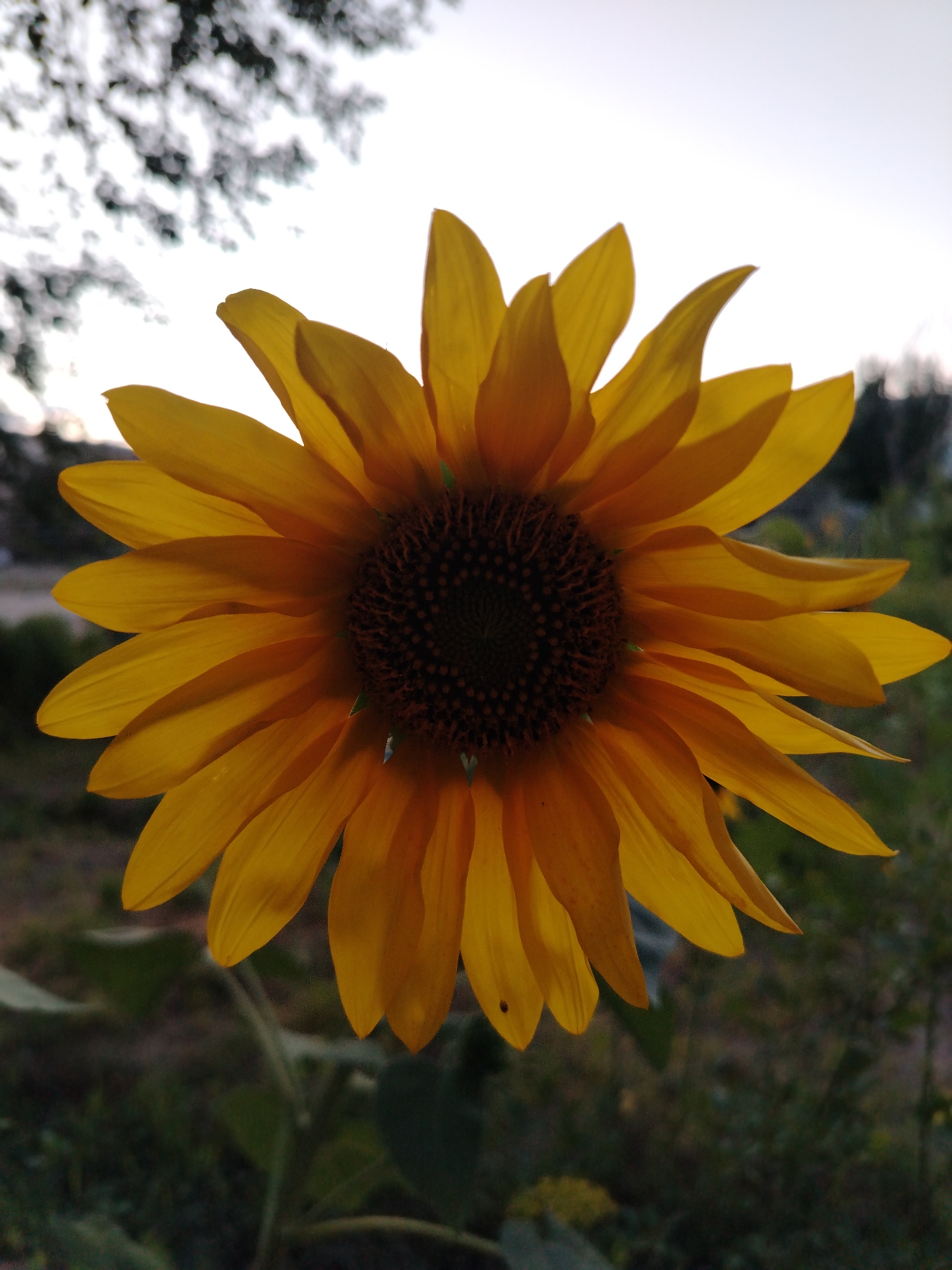 A close-up, vertical, outdoor shot focuses on a vibrant yellow sunflower. The sunflower, positioned centrally, displays its bright yellow petals radiating outwards from a dark brown, textured center. The background is softly blurred, with hints of foliage and an overcast sky. The lighting appears to be natural, possibly from late afternoon or early morning. The image does not contain any people or specific landmarks that would indicate its location in Baikonur, Kazakhstan.