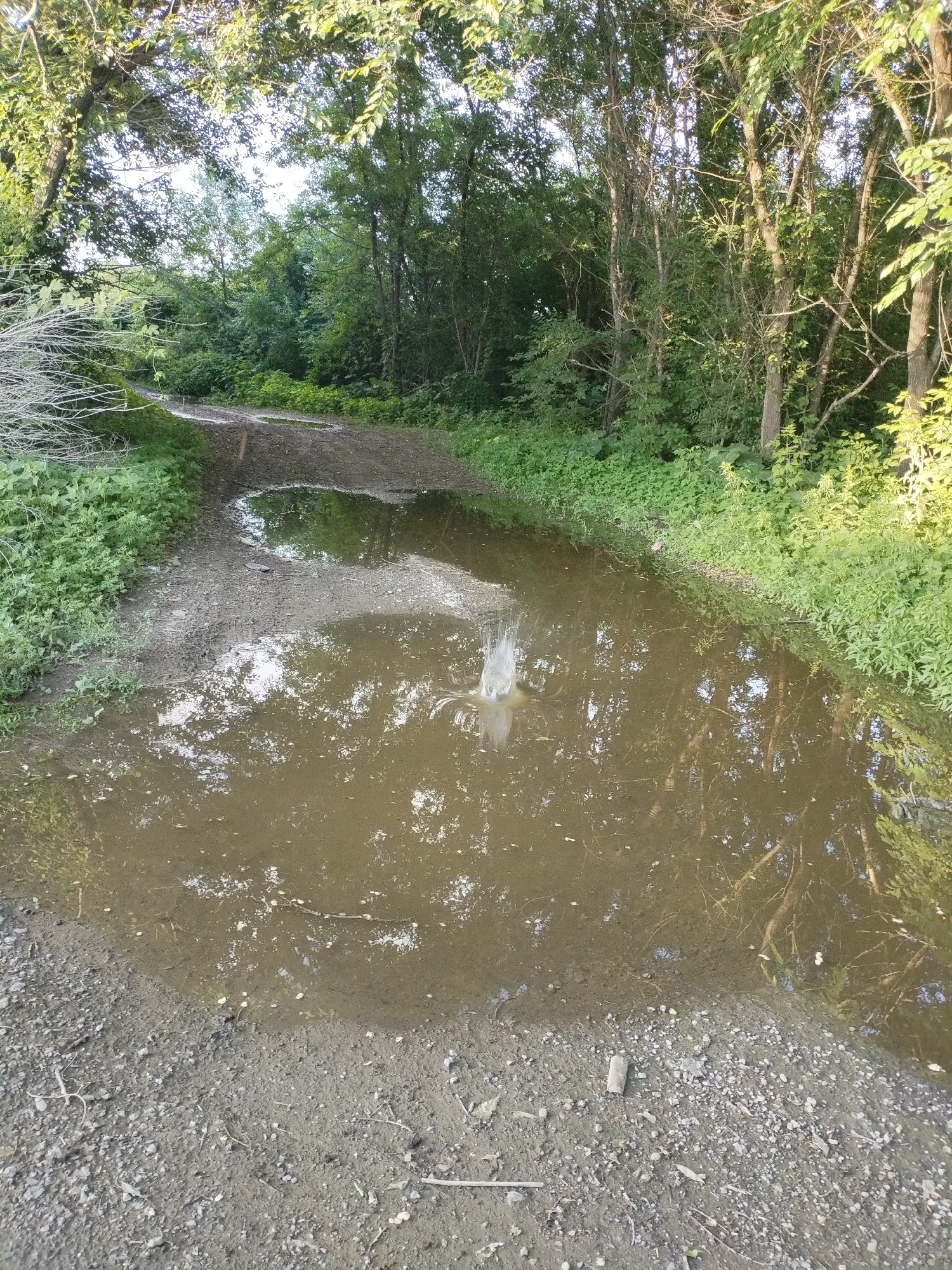 The image depicts a muddy, unpaved path in a wooded area with several large puddles. The path is lined with dense green foliage and trees. One of the puddles shows a splash of water, indicating recent disturbance. The overall scene is natural and appears to be a trail or road in a park or rural setting. The lighting suggests it is daytime, with sunlight filtering through the trees.