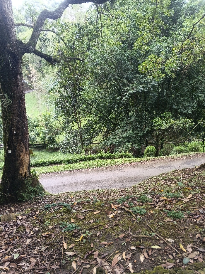 The scene depicts a verdant, natural outdoor environment in the city of Tah, Vietnam, observed from a slightly elevated perspective. In the immediate foreground, the ground is covered with dark soil, various shades of green moss, and a dense accumulation of dry, decaying leaves in brown, yellow, and reddish hues, intermingled with small twigs and exposed roots. A substantial, dark brown tree trunk, partially covered in moss and featuring multiple small, white rectangular identification tags, occupies the left mid-ground, with its large, gnarled branches extending into the upper portion of the frame. An unpaved, light grey-brown dirt road curves from the lower-left towards the center-right, appearing to descend gradually. Adjacent to the lower edge of the road, a narrow, manicured strip of bright green ground cover is visible, beyond which a lower expanse of light green grass and scattered smaller trees extends into the background. The mid-ground and background are densely populated with a diverse array of mature green trees and thick foliage, forming an extensive forest canopy. No persons or animals are present. The lighting is even and diffused, consistent with an overcast sky.