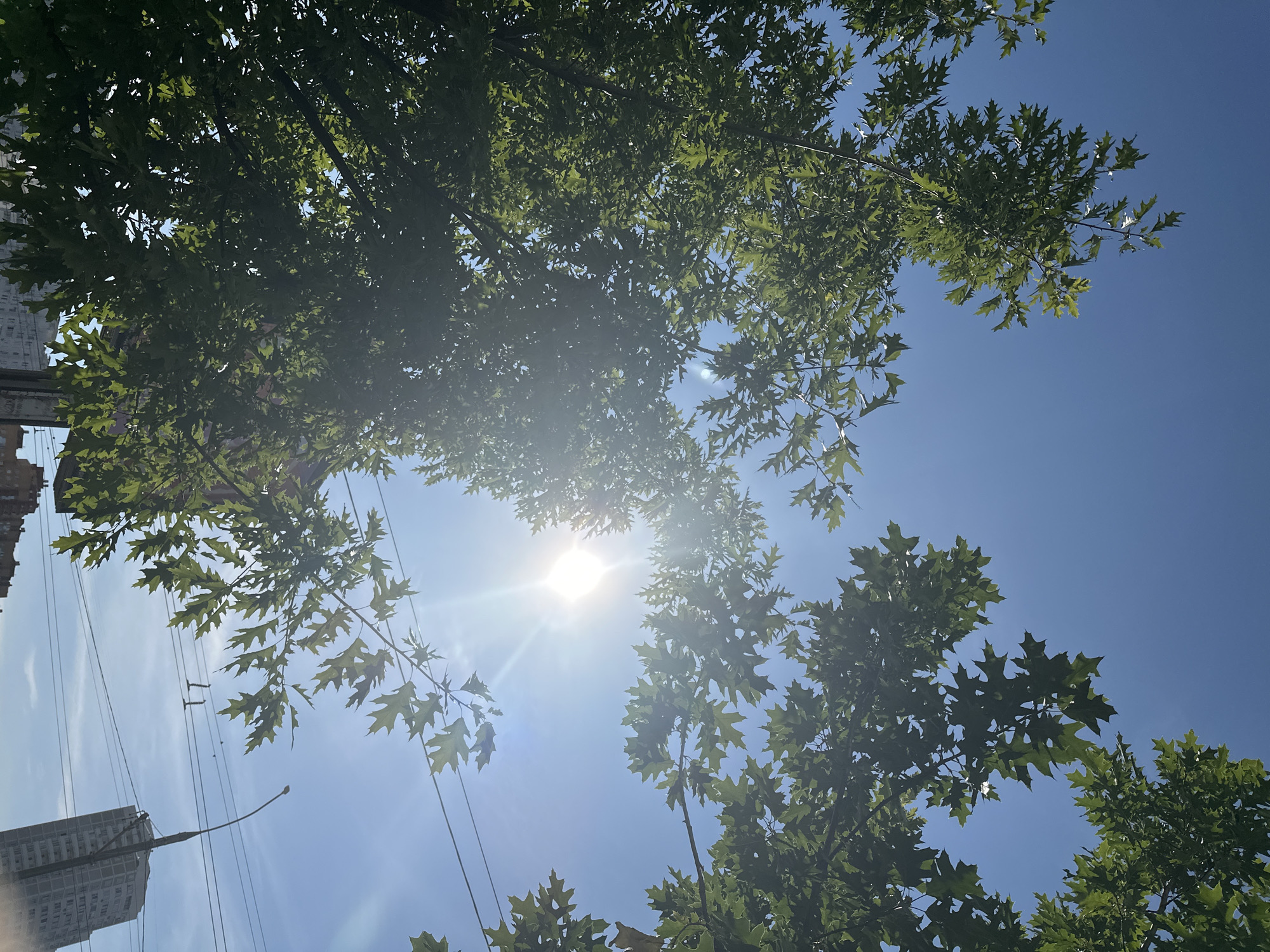 This is a low-angle, daytime, outdoor photograph taken in Podolsk, Russia. The sky is clear and blue, with the sun prominently visible and shining brightly, causing lens flare. Lush green leaves from trees frame the top and left of the image. In the background, the upper portion of a multi-story building and a streetlamp are visible, along with power lines stretched across the sky. The overall scene depicts a sunny day with trees and urban elements.