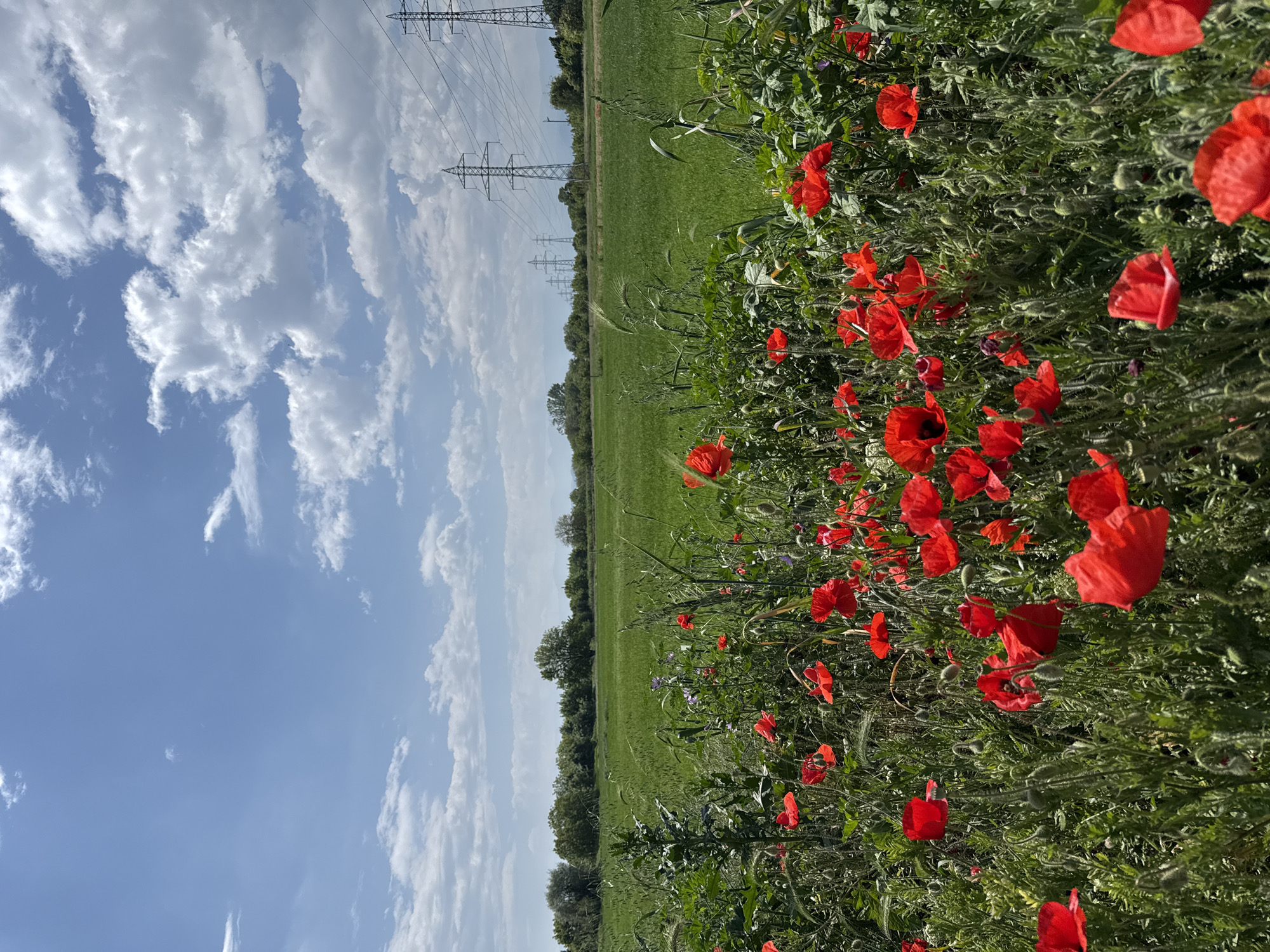 The image depicts a field of vibrant red poppies in Dragor, Bulgaria. The field is primarily green with tall grass and other vegetation interspersed with the poppies. In the background, a line of trees defines the horizon, and beyond that, a clear blue sky dotted with fluffy white clouds. Power lines supported by metal towers are visible in the distance. No people are present in the scene.
