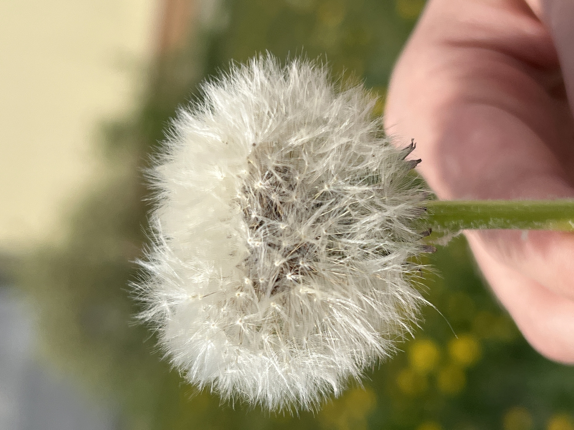 The image shows a dandelion seed head, held by a person, likely outdoors in Chaikovsky, Russia. The dandelion head is predominantly white and round, with individual seed filaments radiating from a central point. The stem of the dandelion is green. A blurred human hand is visible to the right of the flower head. The background is blurry and contains hints of green and yellow, suggesting vegetation.