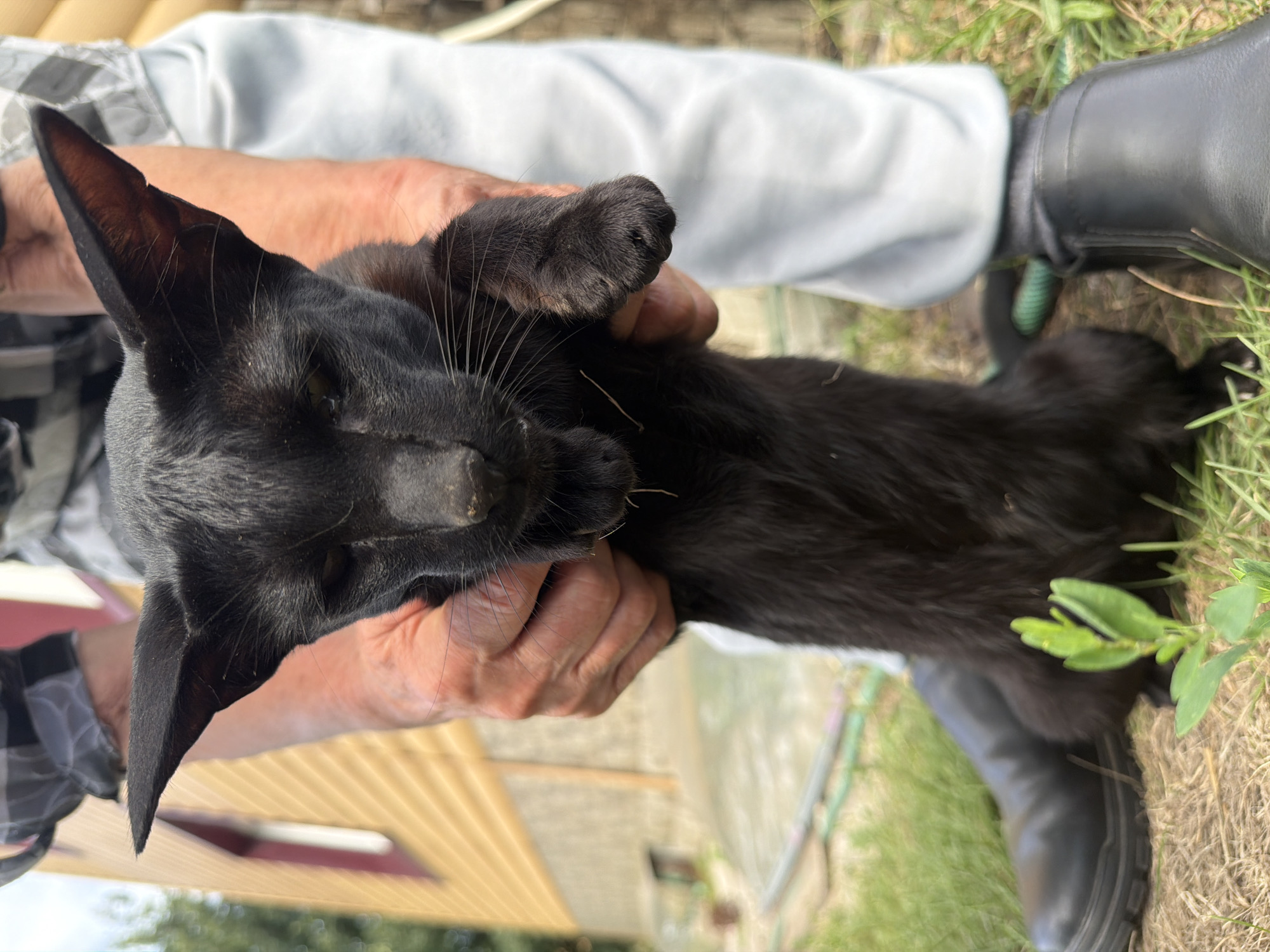 An exterior, medium shot captures a person holding a slender black cat vertically. The cat's ears are large and pointed, and its eyes are partially closed, giving it a sleepy or slightly displeased expression. Its fur is short and appears sleek. The person's hands, with visible wrinkles and fingernails, cradle the cat's body. The person is wearing a plaid long-sleeved shirt and light-colored pants. Black boots are visible on the person's feet, positioned on a grassy area. Behind the cat and person, a yellow wooden house with a red-trimmed window is partially visible. The ground is covered in dry grass and some green foliage. The scene appears to be in a rural or suburban outdoor setting.