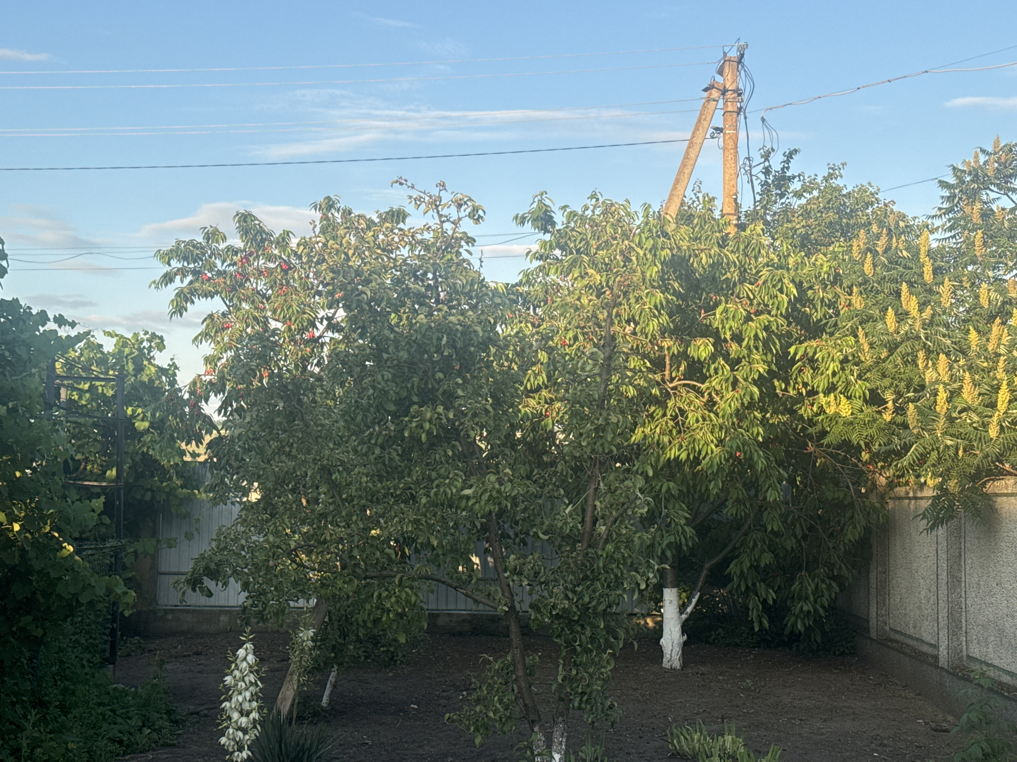 The image shows a backyard scene in Bohunove, Ukraine. In the foreground, a tall spike of white yucca flowers stands in dark soil. To the left of the flowers, a small tree trunk, partially painted white, is visible. Behind this, a larger tree with green leaves and a few red fruits is prominent. Further back, another tree with yellow flowering panicles is situated to the right. A light-colored, textured fence runs along the right side of the yard. In the middle ground, a light gray metal gate is visible between trees. The background consists of a clear blue sky with thin white clouds and overhead power lines supported by a utility pole. The overall impression is of a residential yard with mature vegetation.