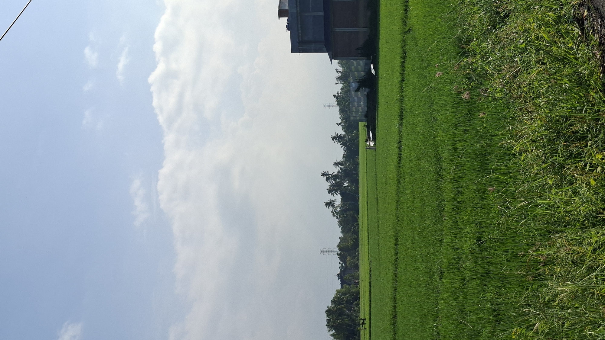 The image depicts a vast, vibrant green rice paddy field under a bright, partly cloudy blue sky. In the background, a line of lush trees, including prominent coconut palms, borders the field. Several tall electrical pylons are visible amongst the trees, suggesting the proximity of infrastructure. To the right, a modern, multi-story building with dark brick and concrete construction stands out against the natural landscape. There are a few indistinct figures or structures within the field, too small to identify clearly. The foreground shows a strip of wild grasses and some rocky ground. The scene captures a rural or semi-rural setting in Keudebayu, Indonesia, characterized by agriculture and a developing built environment.
