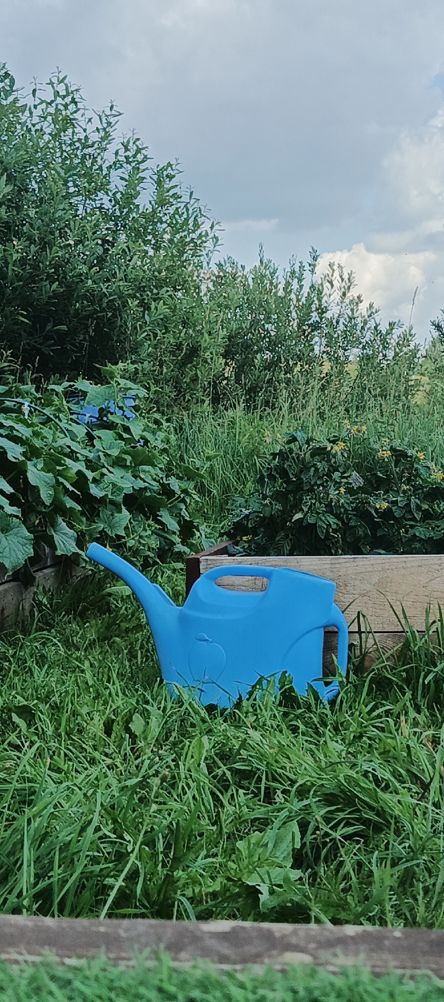 The image depicts a blue watering can resting on lush green grass in a garden. The watering can is positioned in the foreground, slightly to the left of the frame, and is the most prominent object. Behind the watering can, a wooden raised garden bed is visible, filled with dense green foliage, likely vegetables or plants. In the background, there is a thick growth of trees and tall grass, suggesting a natural or semi-wild setting. The sky above is partly cloudy, with a mix of grey and white clouds. The overall scene appears to be outdoors, in a rural or suburban garden environment. There are no people or animals visible in the image. The specific location in Большой Букор, Russia, is not identifiable from the visual information alone.