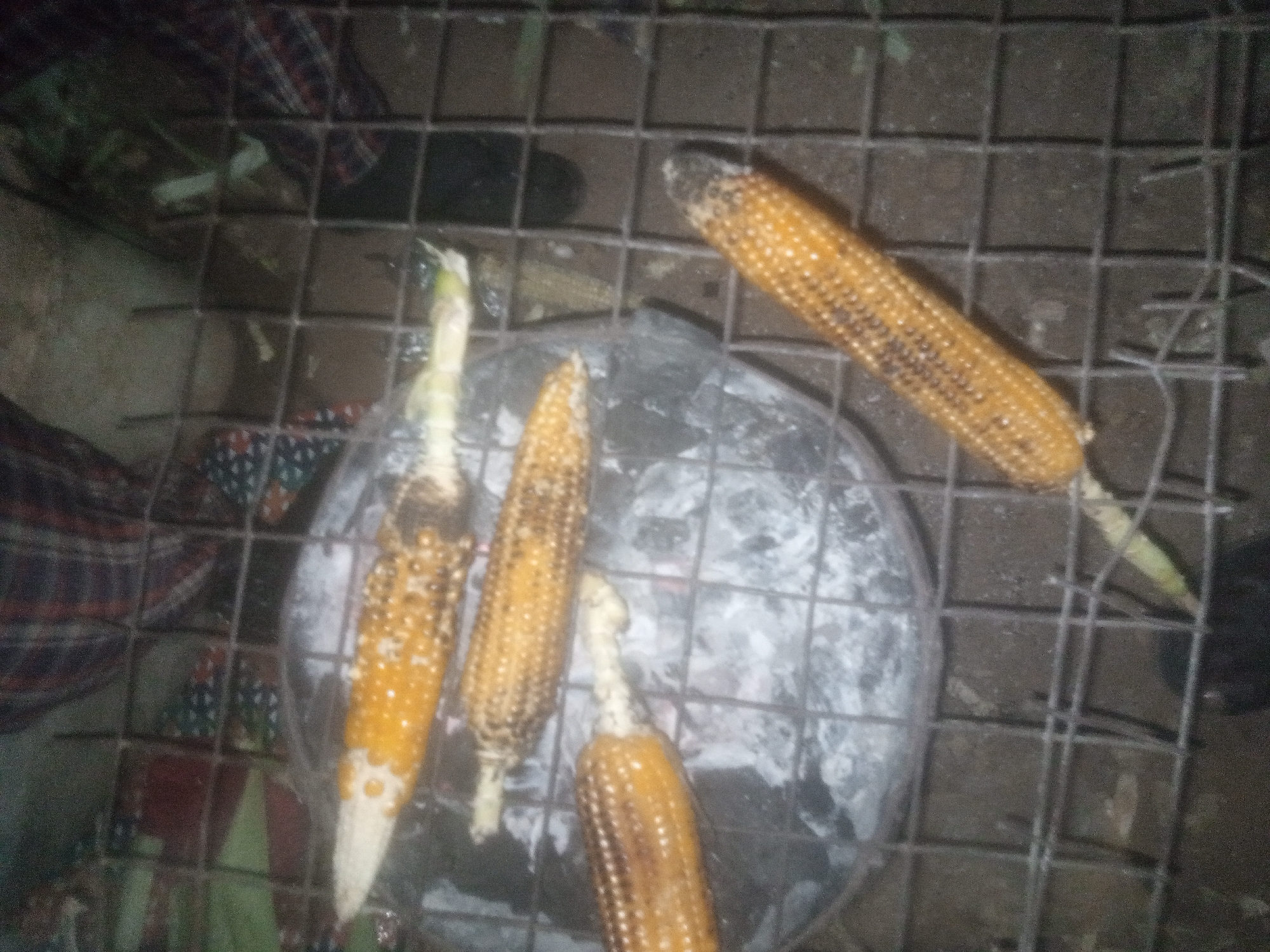 In Tundun Wada South, Nigeria, an outdoor scene depicts several ears of corn being grilled on a metal grate over what appears to be embers or coals. Four cobs of corn are clearly visible on the grate, with a fifth partially obscured. The corn is golden yellow, and some kernels show signs of charring. Beneath the grate, a circular object, possibly a pot lid or pan, is covered in ash. The background is dimly lit, with glimpses of patterned fabric and dark, earthy ground. The image captures a moment of food preparation in a rustic setting.