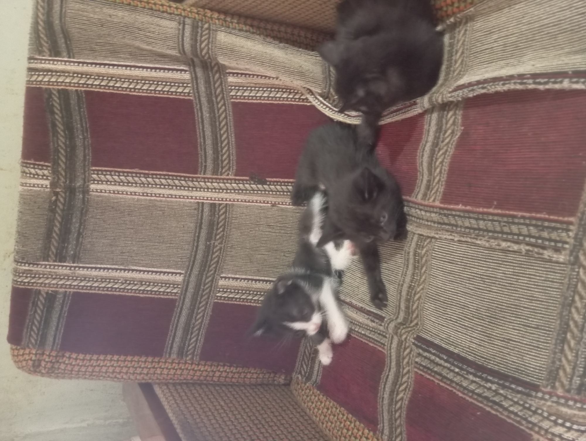 The image shows four kittens on a patterned sofa. One kitten is black and white, and the other three are solid black. The sofa has a repeating pattern of maroon and tan stripes, with darker bands forming a grid. The background is out of focus and appears to be a wall. The scene is indoors, likely a residential setting. There is no visible indication of the city of Nurabad, Uzbekistan, in the image.