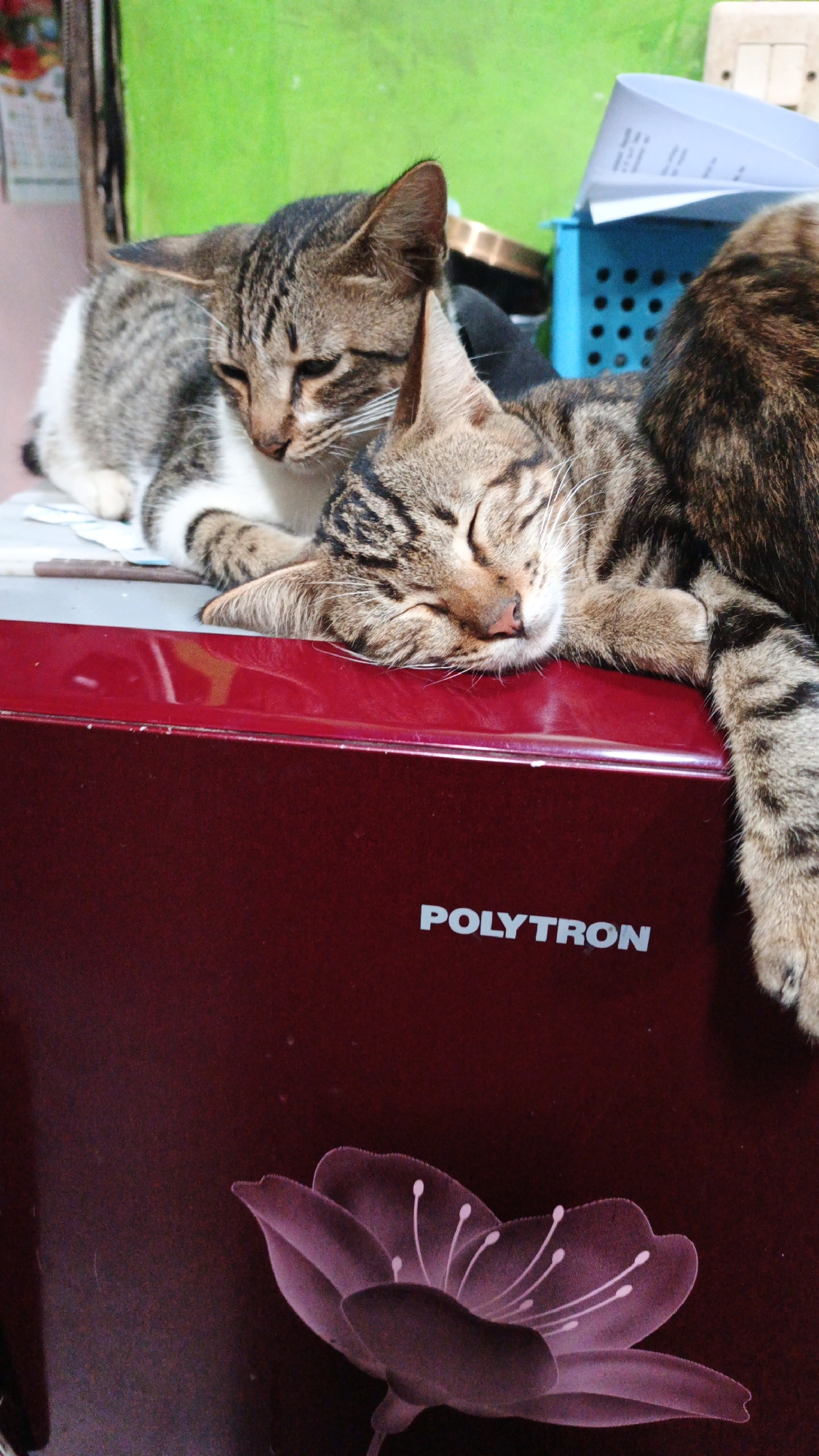 Two tabby cats are resting on top of a maroon appliance with the "POLYTRON" logo and a floral design. The cat in the foreground is asleep, while the cat behind it is awake and looking down. The background is blurred and shows a green wall, a blue basket, and some papers. The image appears to have been taken indoors, possibly in a residential setting. There is no discernible indication of a specific city or country, let alone Gunungreja, Indonesia.