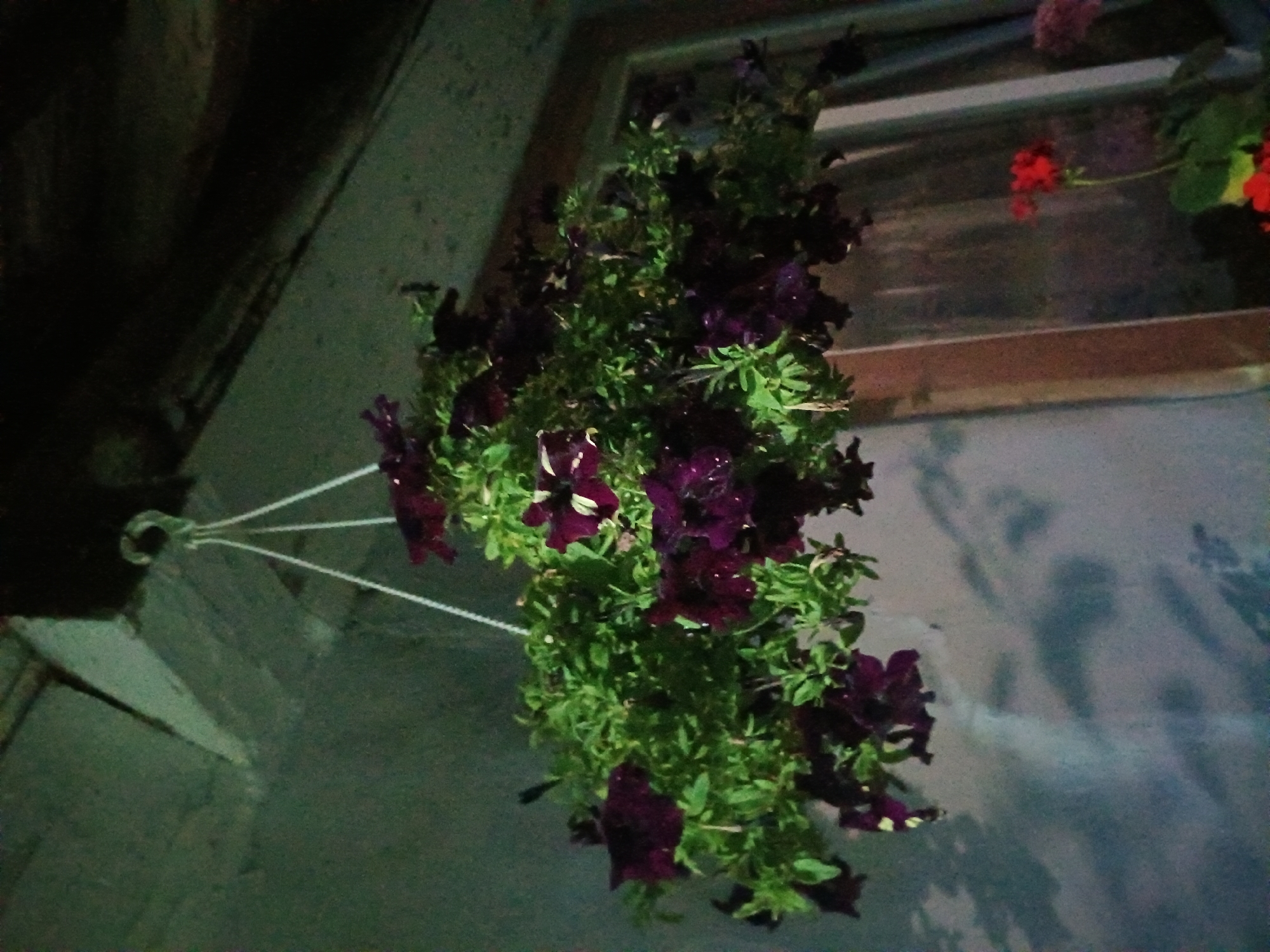 A hanging basket filled with dark purple petunias and green foliage is suspended by white cords from a ceiling beam. The basket is positioned in front of a gray wall and a window with a wooden frame. Below the window, a red geranium and other plants are visible. The lighting is dim, casting shadows on the wall. The scene appears to be outdoors, possibly on a porch or under an eave. The location is Litynia, Ukraine.