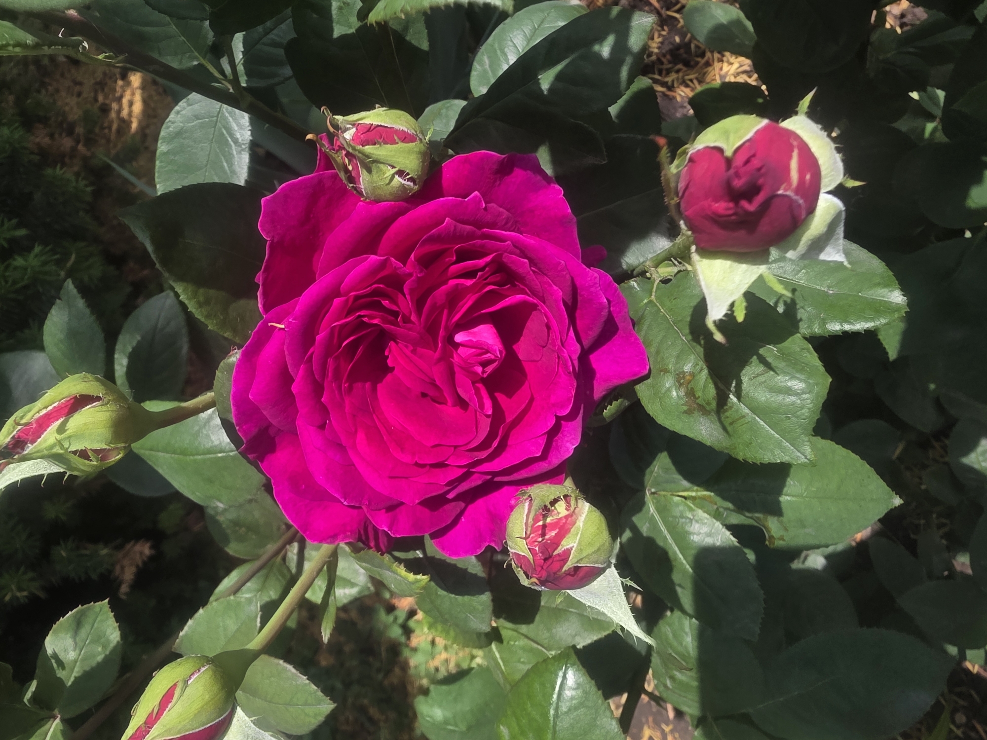 A close-up, high-angle shot captures a vibrant fuchsia rose in full bloom, surrounded by several rosebuds. The rose's petals are tightly packed and show a deep, rich color. Several buds, some partially opened, reveal hints of red and green. The background consists of lush green leaves and a dimly lit, out-of-focus background that suggests an outdoor garden setting. The lighting indicates a sunny day. The image does not contain any people or specific landmarks that would indicate its location in Bila Tserkva, Ukraine.