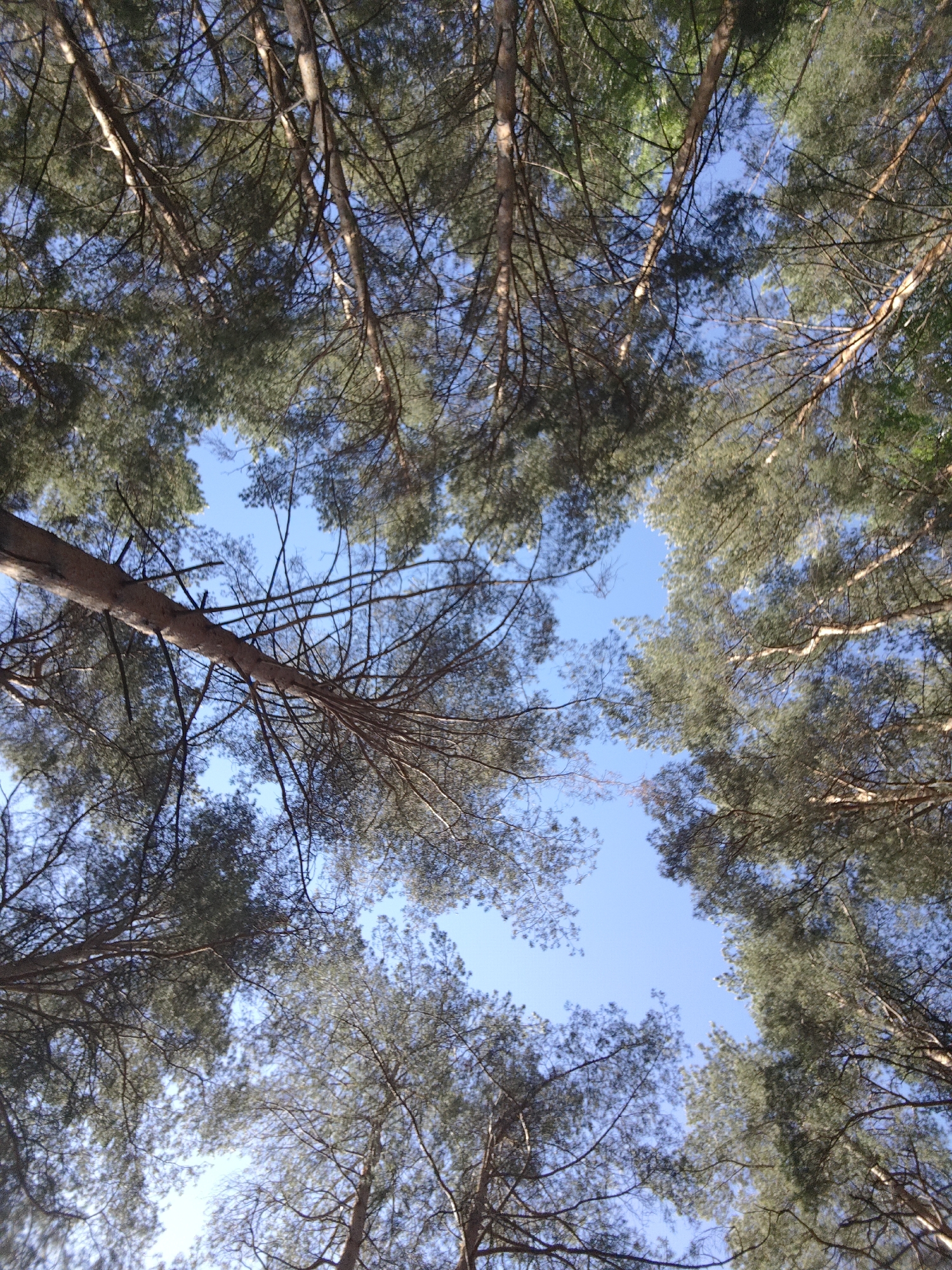 The image shows a view looking up into the sky through a dense canopy of evergreen trees, likely pine. The sky is visible through gaps in the foliage. There are no people or animals visible in the image. The trunks and branches of the trees are brown, and the foliage is green. The image likely taken in an area of forest or woodland, based on the lack of clear landmarks. Since you suggested that is located in the city of Chaikovsky, Russia, it is possible that this image was taken in a forest in or near the city.