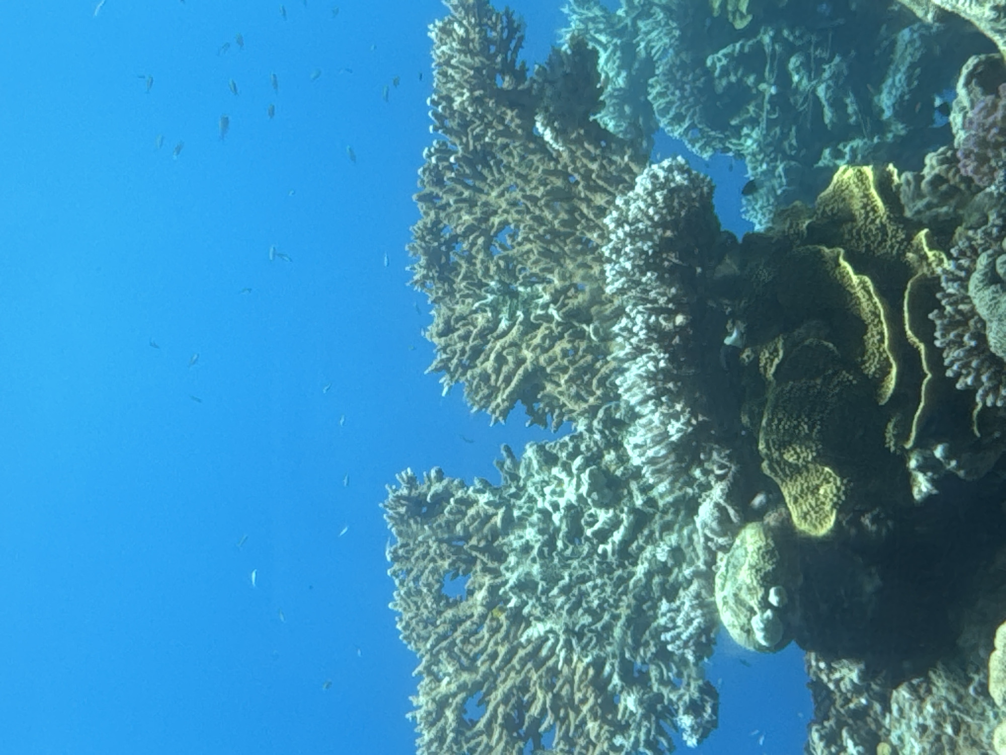 This is a vertically oriented, underwater photograph taken in the city of Eilat, Israel. The scene depicts a vibrant coral reef teeming with life, set against a backdrop of clear, deep blue water.
Dominating the foreground are several large coral formations, showcasing intricate structures and a variety of textures. The coral exhibits shades of tan, brown, and white, with some areas appearing almost bleached, possibly indicating stress or a natural variation. One prominent, branching coral formation occupies the left side of the frame, while another, slightly more rounded formation, is centered and to the right. Below these, a broad, shelf-like coral structure with a distinct yellow-green hue forms a prominent base. Smaller, white, cauliflower-like corals are also visible in clusters.
In the mid-ground and background, more coral structures are visible, some appearing darker and denser, suggesting different species or growth conditions. Small fish, appearing as silver or dark specks, are scattered throughout the water, particularly in the upper half of the image, indicating a healthy marine ecosystem. Some of these fish are in small schools.
The overall impression is of a rich and diverse underwater environment, highlighting the biodiversity of the Red Sea in Eilat. The lighting suggests it is daytime, with sunlight filtering down from the surface, creating bright highlights on the coral. There are no people or man-made objects visible in this underwater scene.