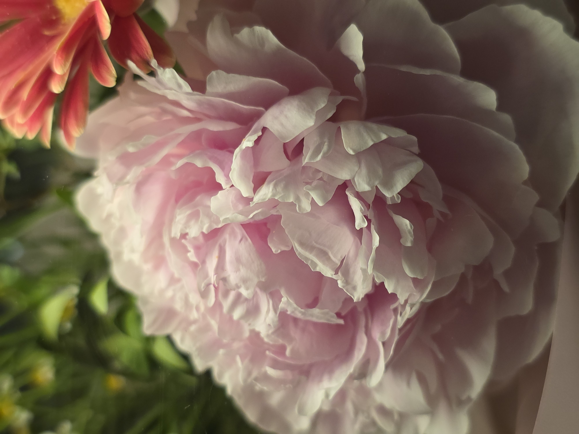 A close-up of a large, blooming pink peony with ruffled petals is the primary focus. Partially visible on the left is a smaller, reddish-orange flower with a yellow center, suggesting it is part of the same bouquet. Below the flowers, blurred green foliage hints at the presence of other plants. The overall lighting is soft and diffused, casting gentle shadows on the petals. There is no evidence to suggest that the photo was taken in Warsaw, Poland, or to indicate the presence of people, specific actions, or interactions.
