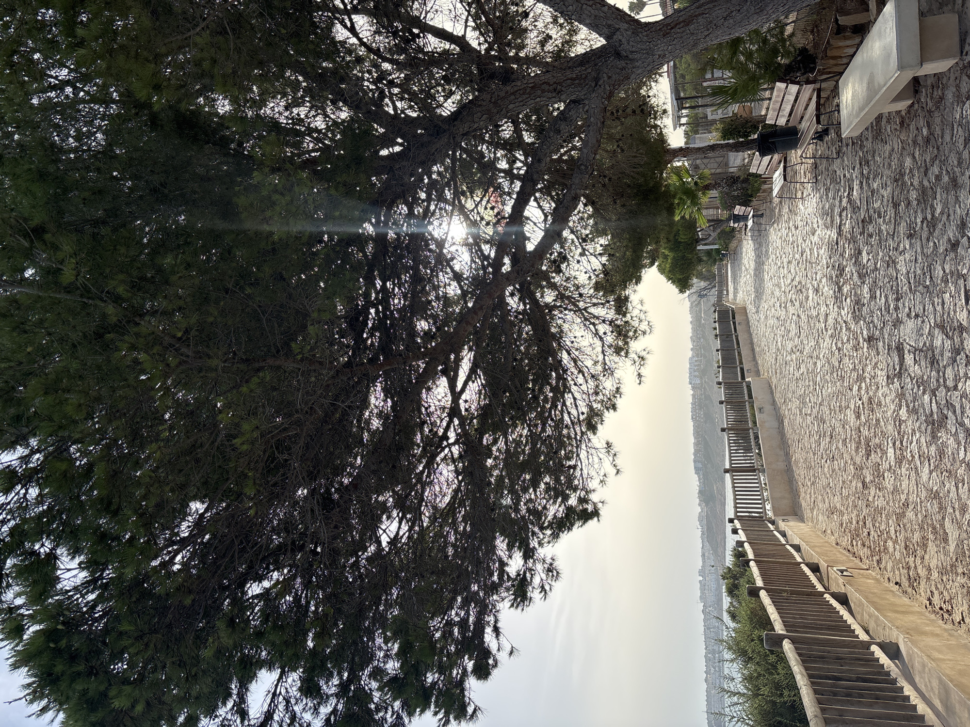 The image depicts a stone-paved walkway curving along a coastline, with a wooden fence bordering the left side. The walkway is lined with benches and vegetation. A large pine tree with its branches extending over the path dominates the foreground. In the distance, a city with buildings is visible along the coast. The sun is shining through the tree's branches, creating sunbeams. This scene appears to be located in a coastal area, possibly part of Orihuela, Spain, given the context provided. There are no people visible in the image.