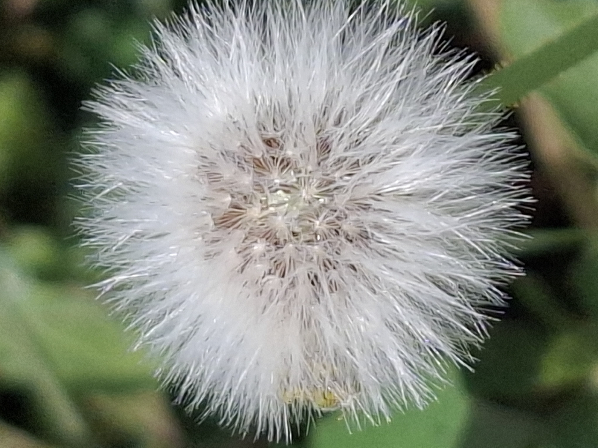 The image is a close-up shot of a dandelion seed head against a blurred green background, likely in an outdoor environment. The seed head is predominantly white and fluffy, with individual seeds radiating outwards. There is a slight yellow hue visible in some parts of the seed head, and the central structure appears to be composed of darker brown seeds. The background consists of green foliage, suggesting a natural setting such as a park or garden. There are no people or buildings visible in the image. The image does not contain any information that would indicate its location within the city of Almaty, Kazakhstan.